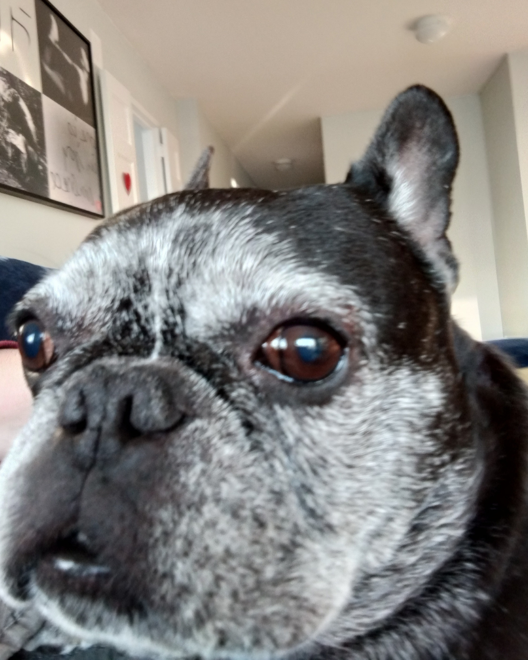 Close-up of a black and white French Bulldog's face, showing its ears, eyes, and nose.