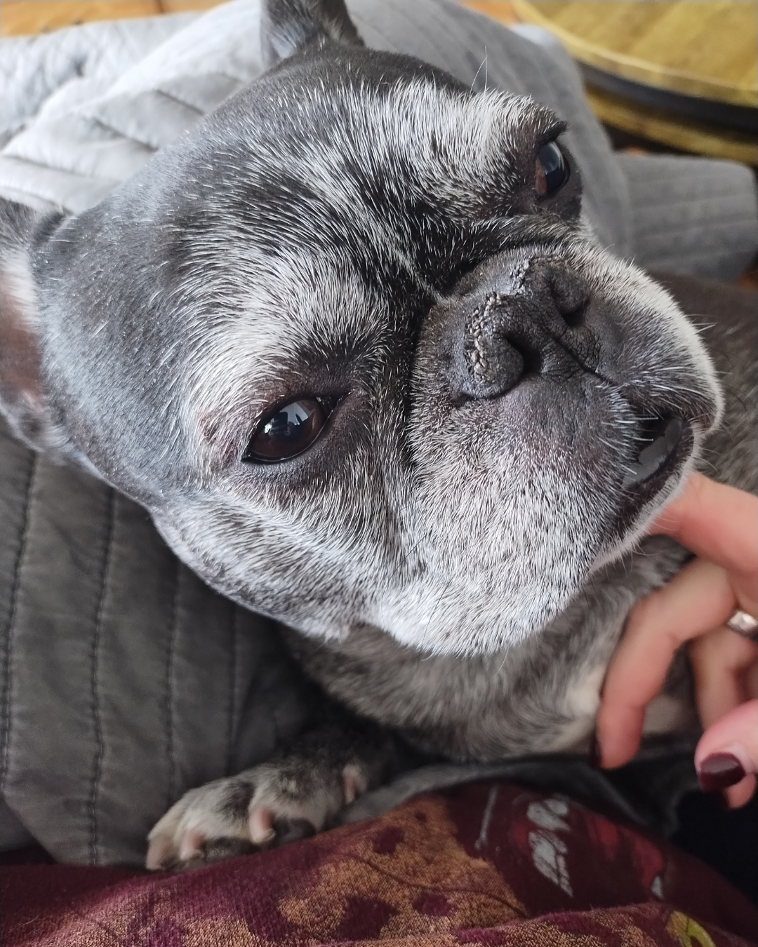 Close-up of a gray French Bulldog with a wrinkled face, large dark eyes, and a hand gently touching its chin.