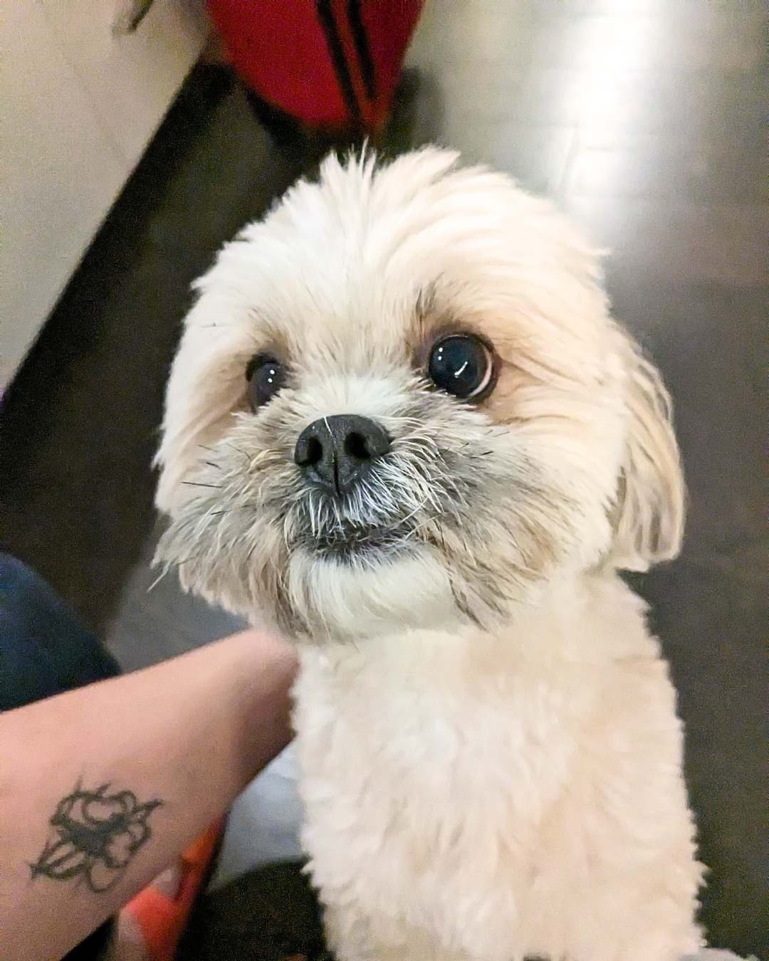 Close-up of a small, fluffy, beige dog with dark eyes and a black nose, being petted by a person with a tattoo on their arm.