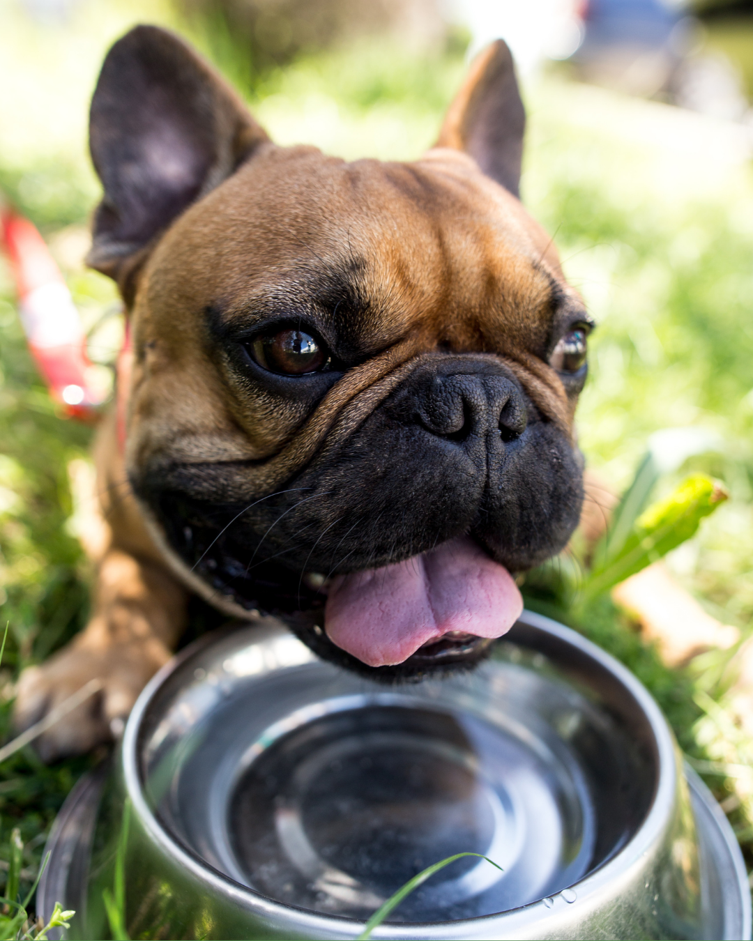 How to Keep Your Pets Safe in the Summer Heat