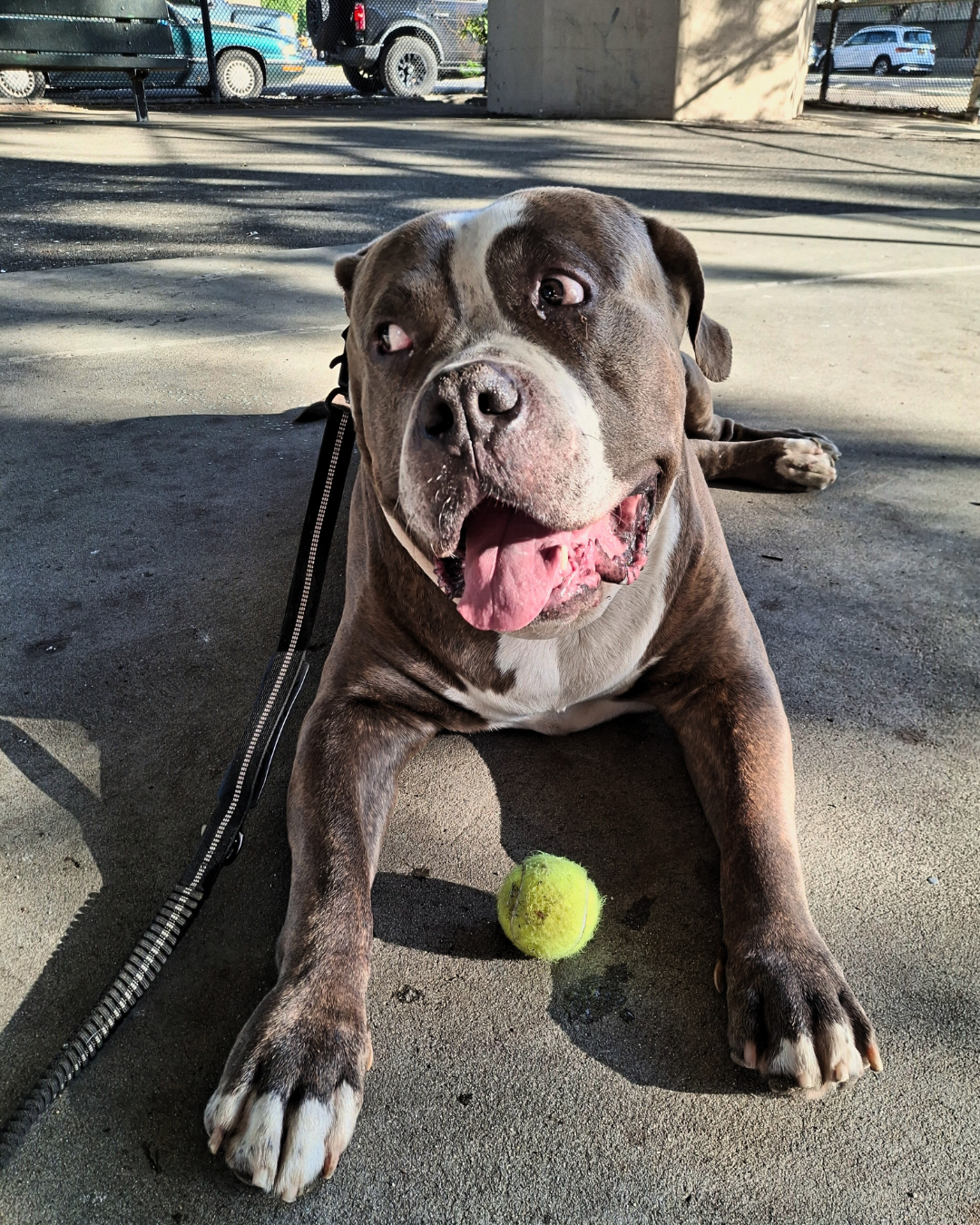 A Guide to Walk Durations & Dog Energy Levels