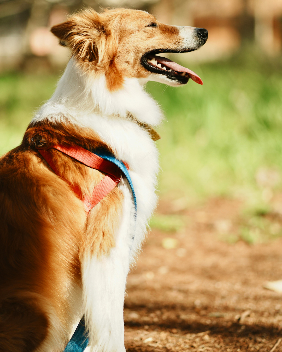 Unleash Your Dog Walking Potential 