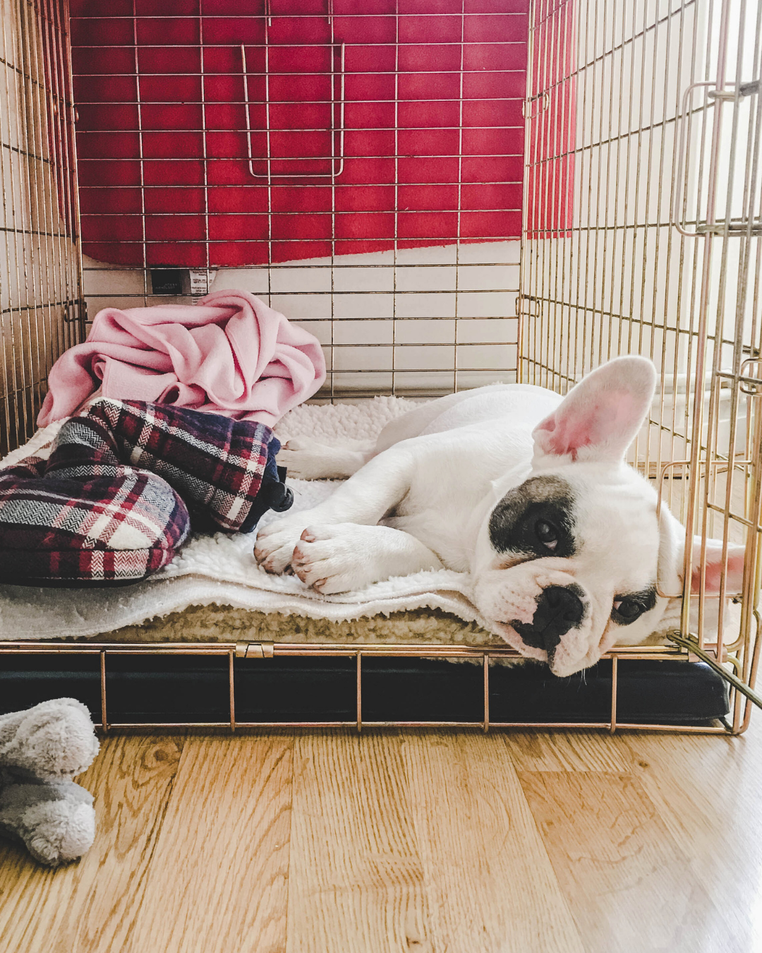 Letting Your Puppy Enjoy “Me Time”