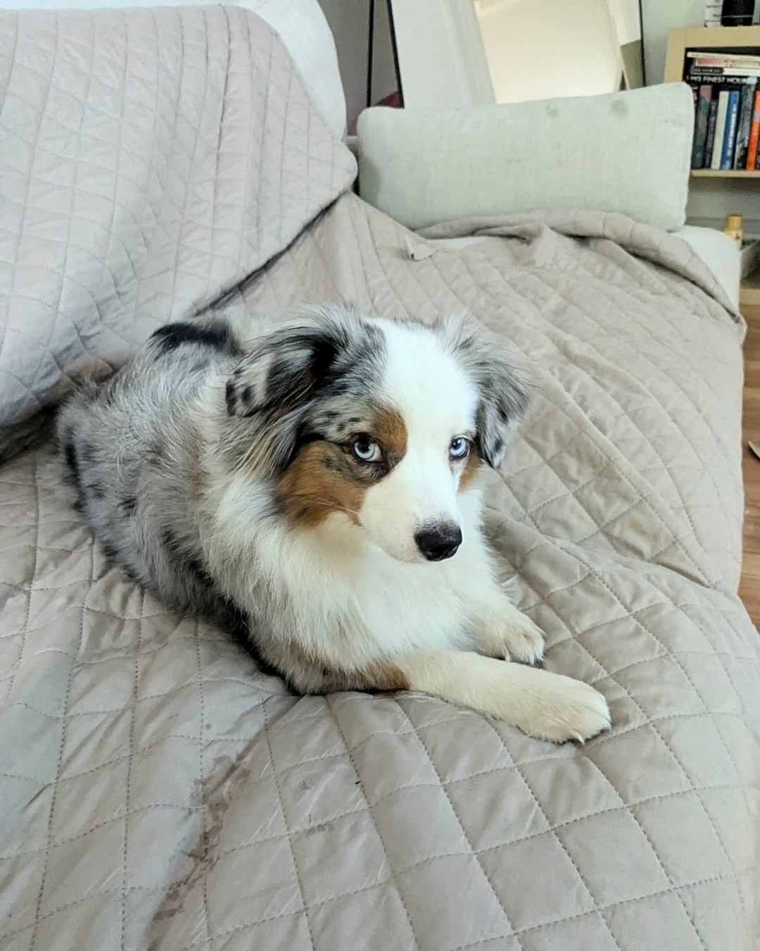 A blue-eyed Australian Shepherd puppy lying on a quilted beige sofa.