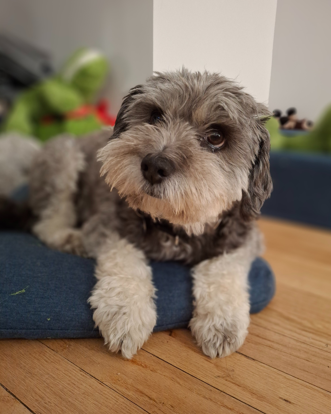 Cute mixed-breed dog with curly fur lying down on a blue cushion on a wooden floor, looking at the camera.