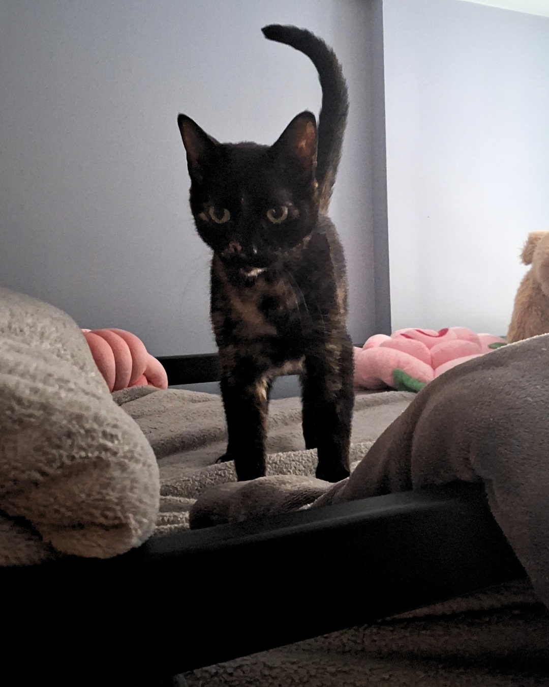 A black and brown tortoiseshell cat walking on a bed with a pink plush flower in the background.