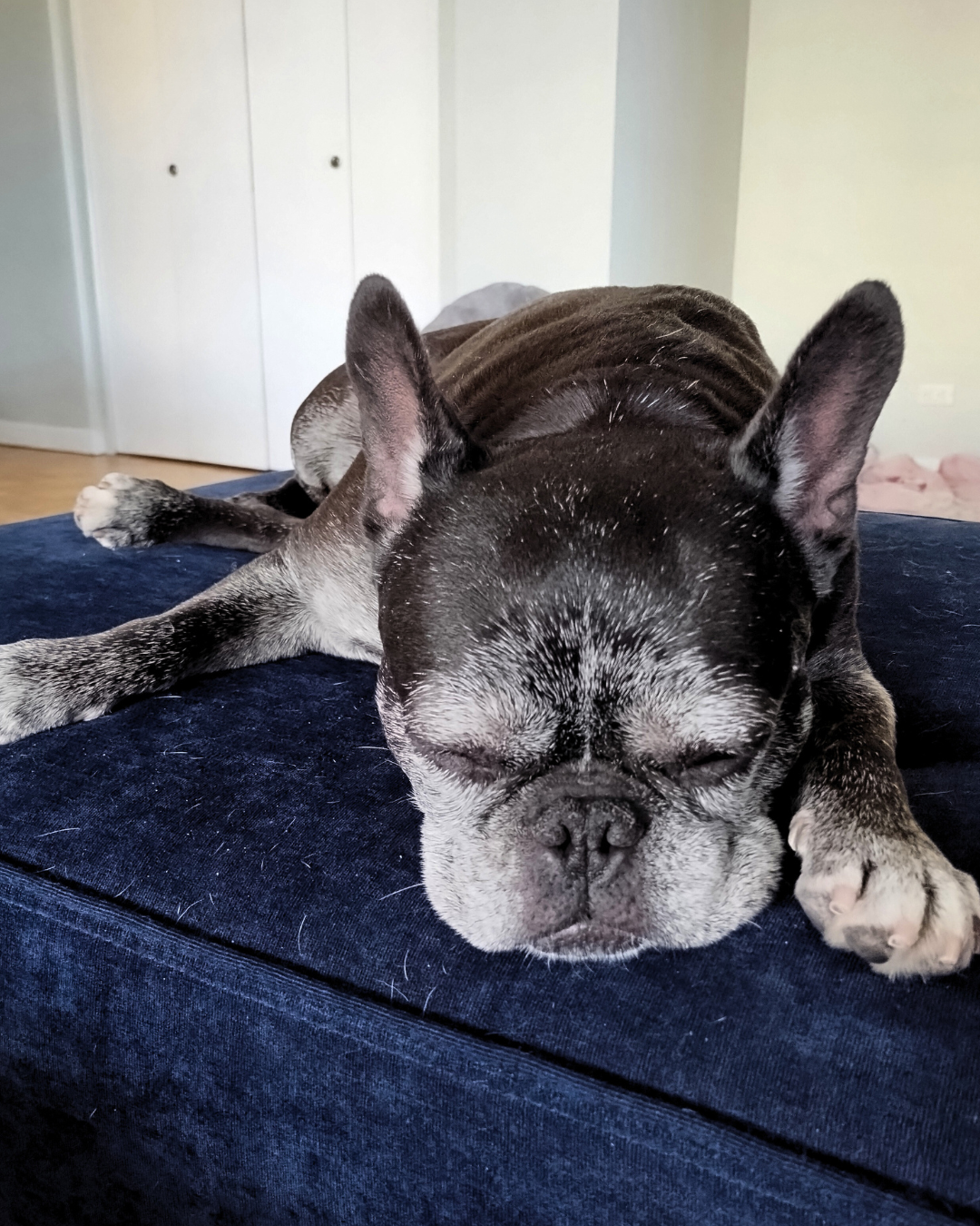 A resting black and gray French Bulldog lying on a navy blue couch with closed eyes in a room with light-colored walls and a white closet in the background.