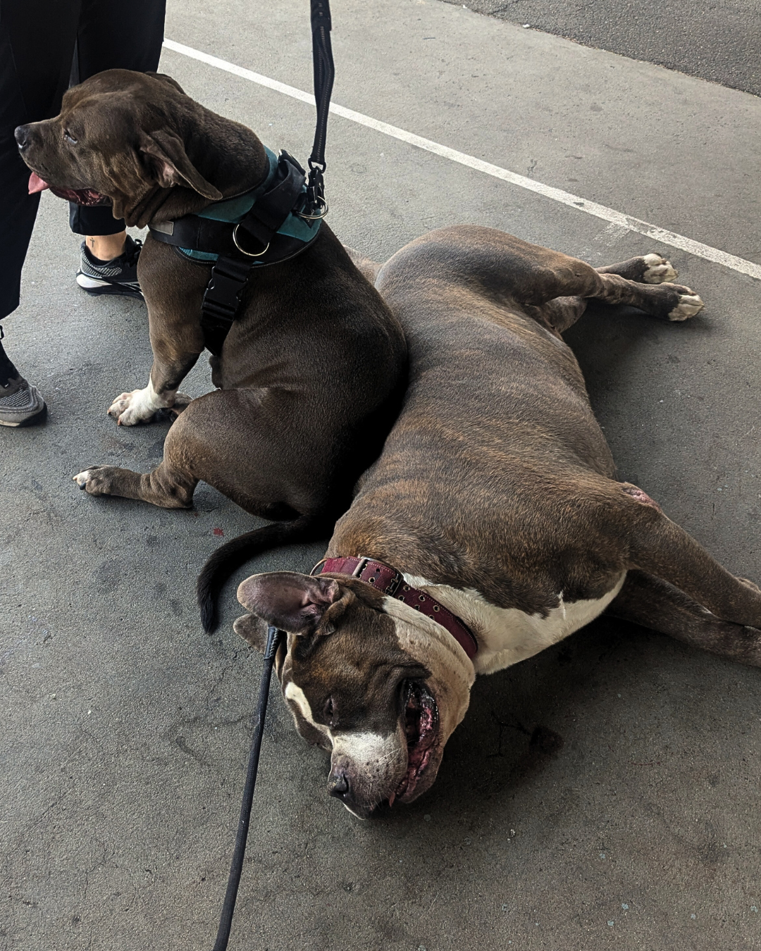 Two large dogs resting on a street, one sitting and one lying down, with person standing nearby.