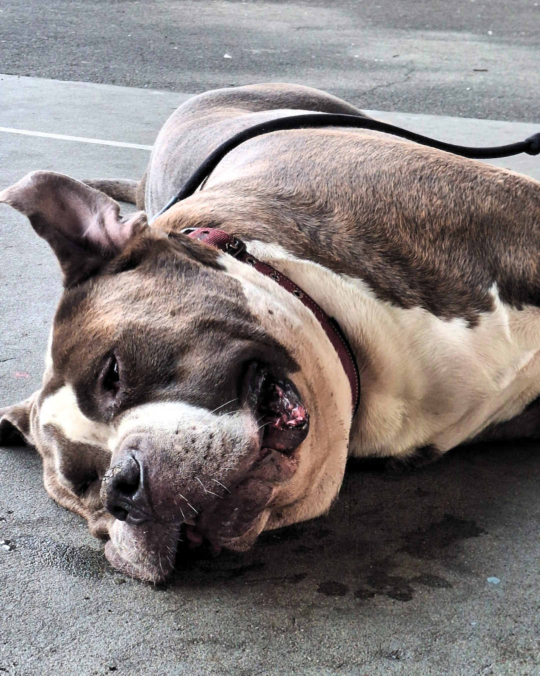 A large, muscular bulldog lying on the sidewalk, resting with its eyes closed, mouth partially open, and tongue slightly out.