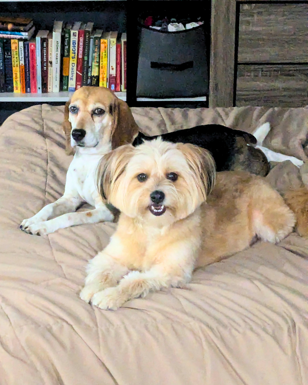 Three dogs resting on a beige couch in a living room with a bookshelf and storage bins in the background.