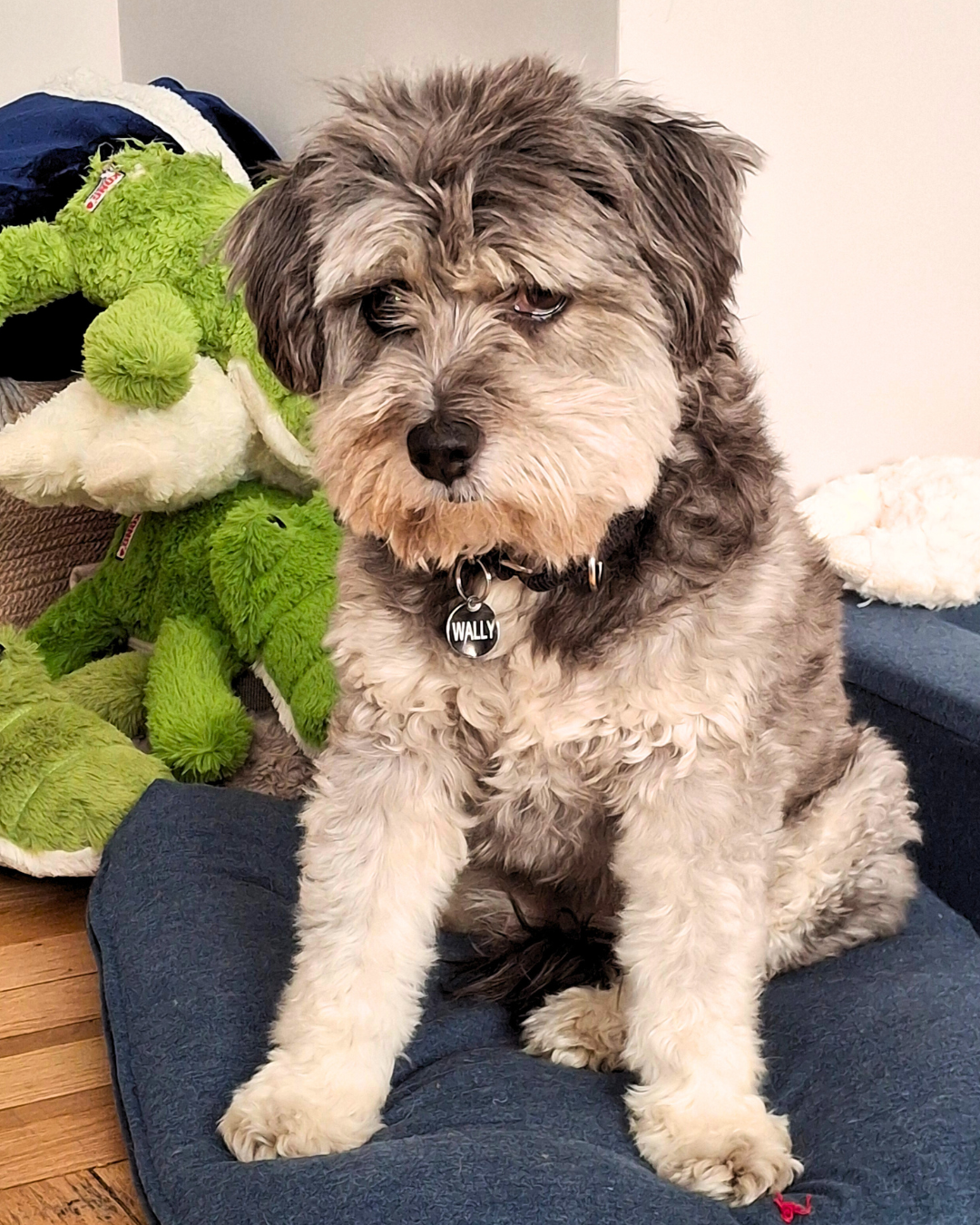A fluffy, gray and white puppy with a collar labeled "WALLY" sitting on a blue cushion, with green plush toys nearby.