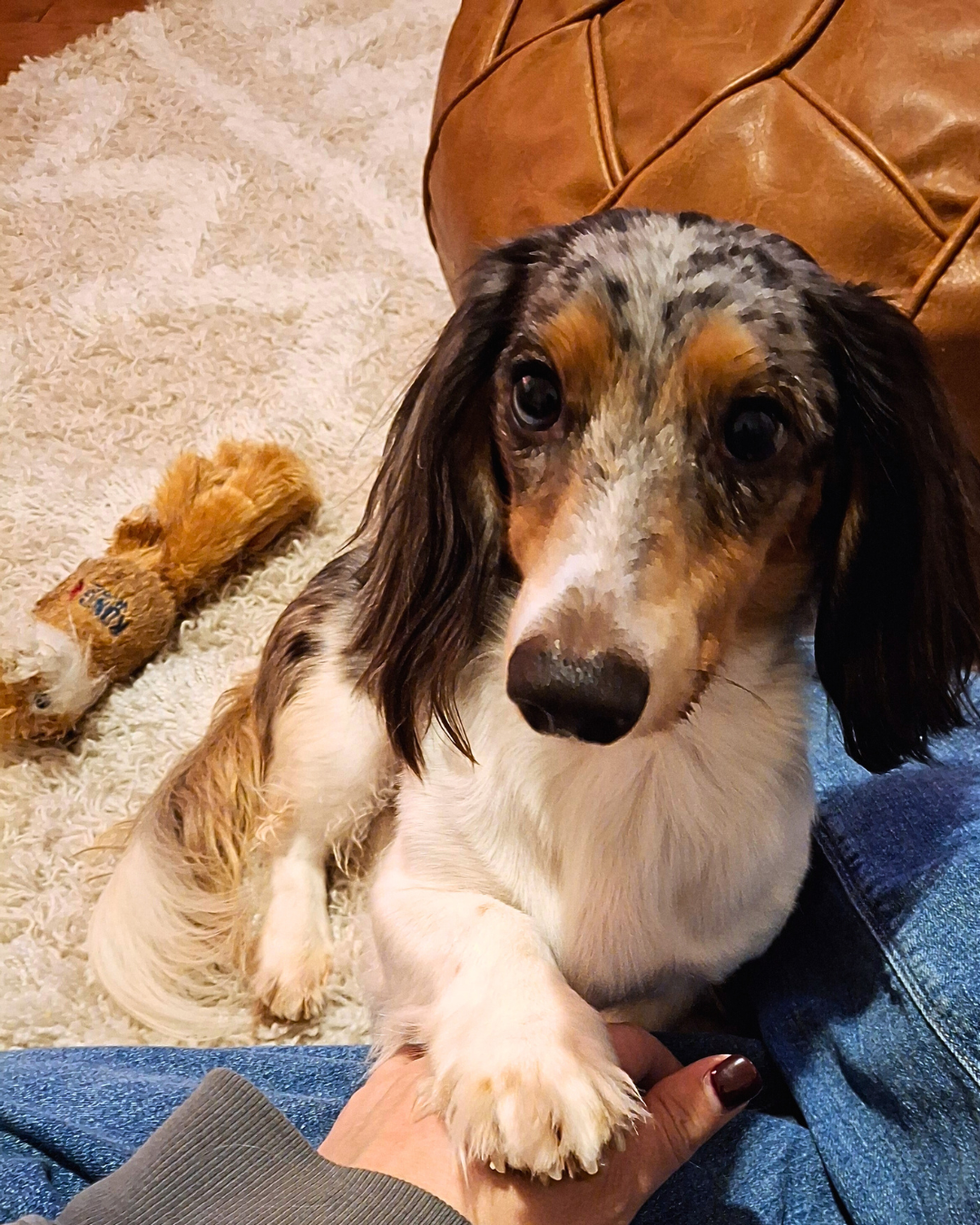 Close-up of a dog with a multicolored coat resting its paw on a person's hand indoors.