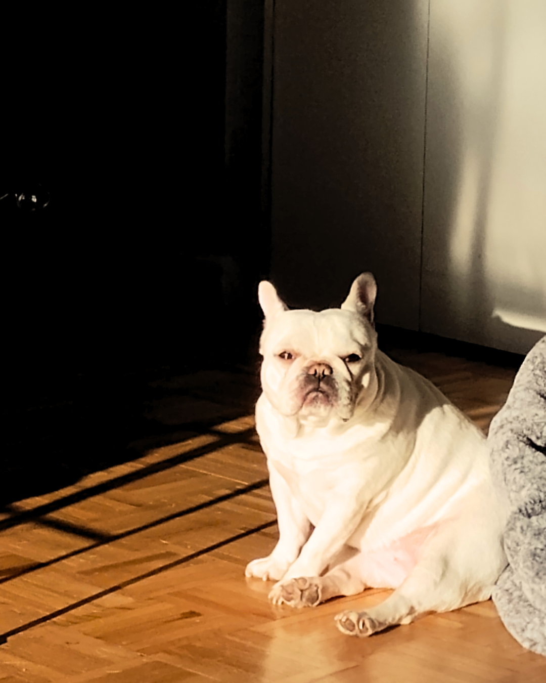 A white French Bulldog sitting on a wooden floor illuminated by sunlight, with a dark background and a partially visible grey blanket nearby.