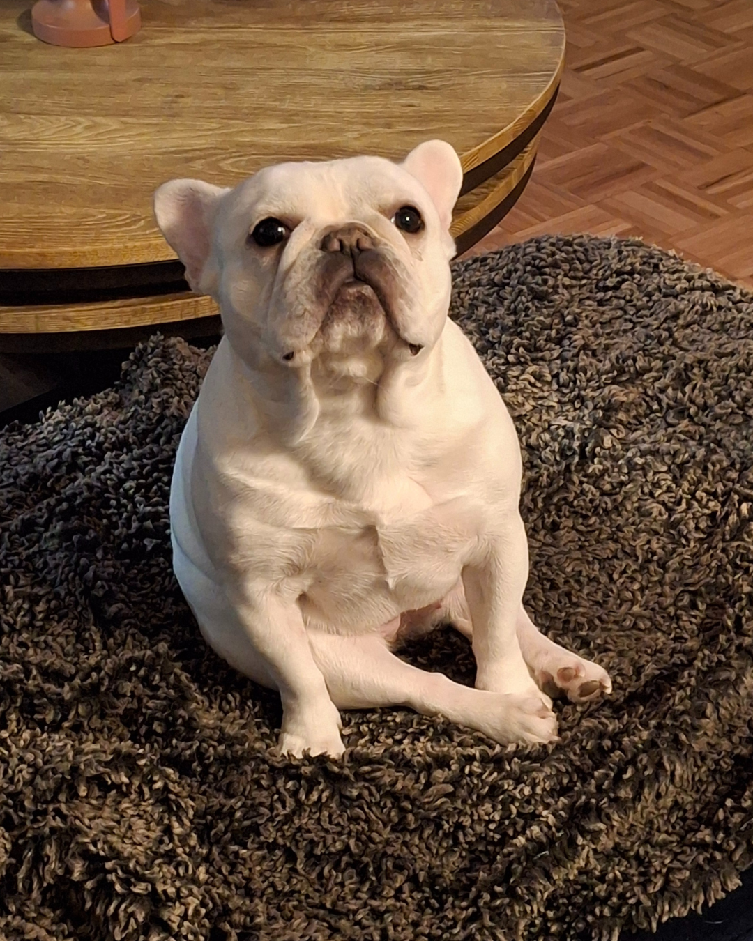 A small white French Bulldog sitting on a textured brown rug with a wooden table and parquet flooring in the background.