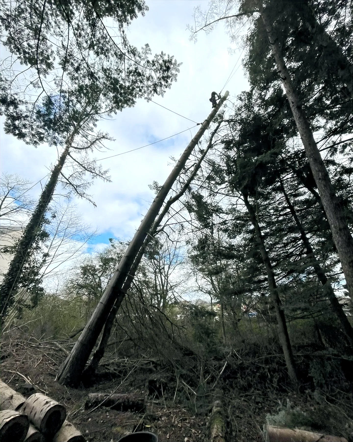 Tree surgeon dismantling storm-damaged leaning tree with rigging for safe removal.