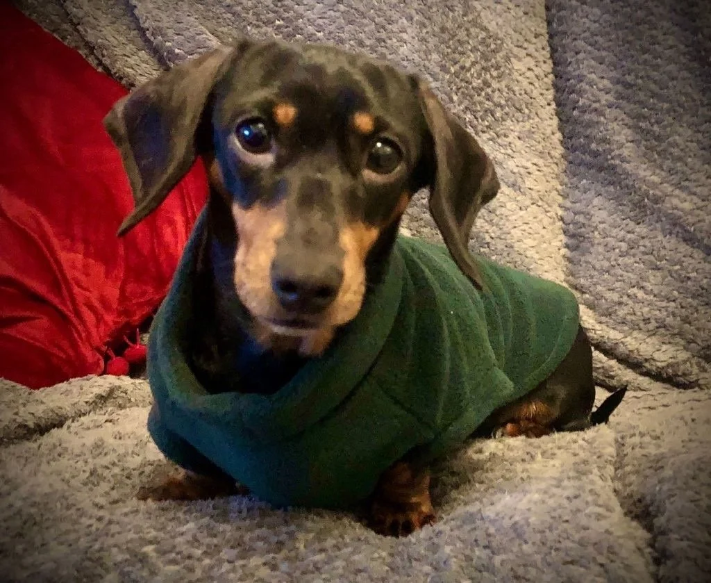 Read Rosie the Dachshund’s story about living with IVDD