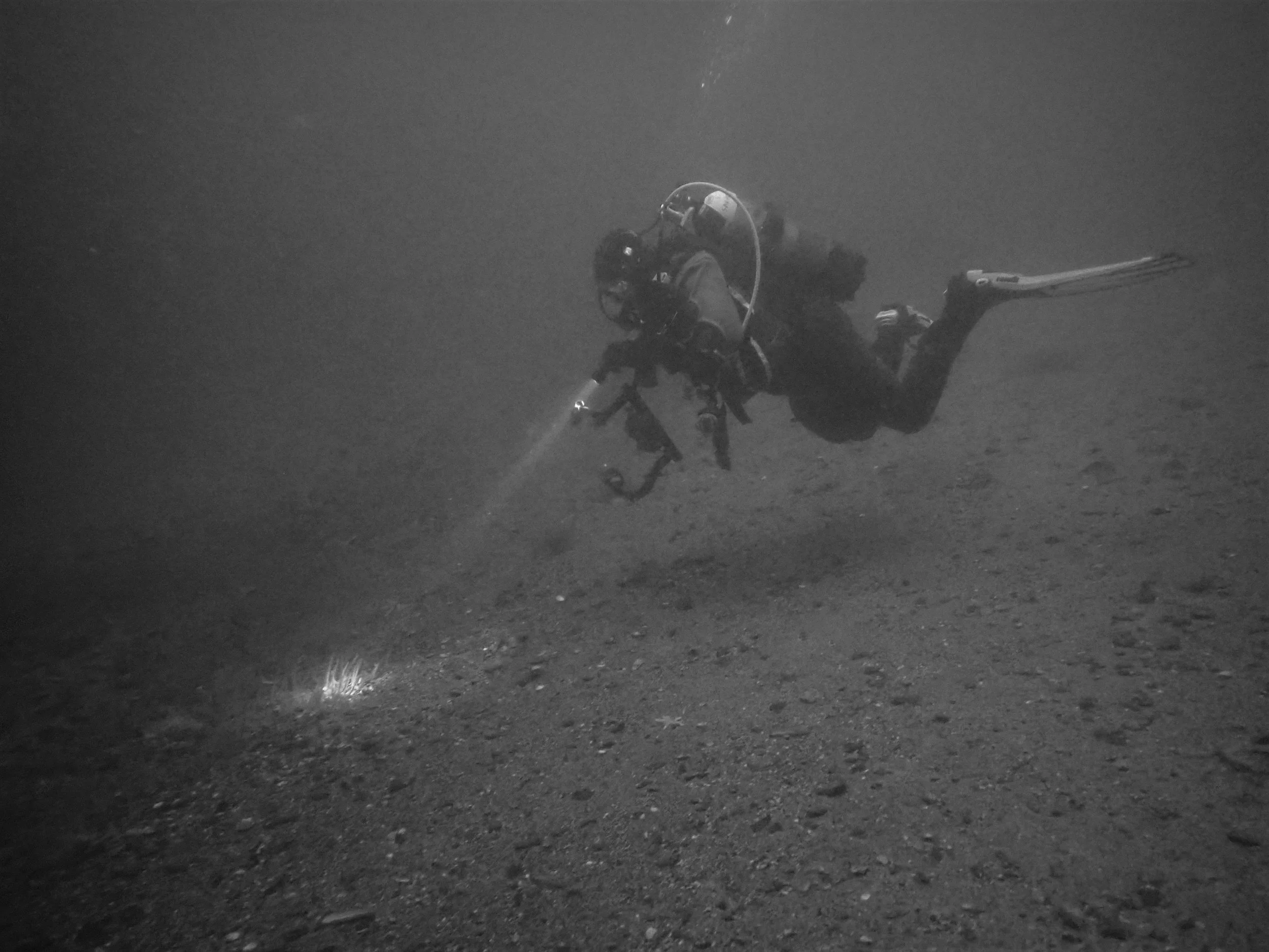 Saving Scotland's Giant Skate​