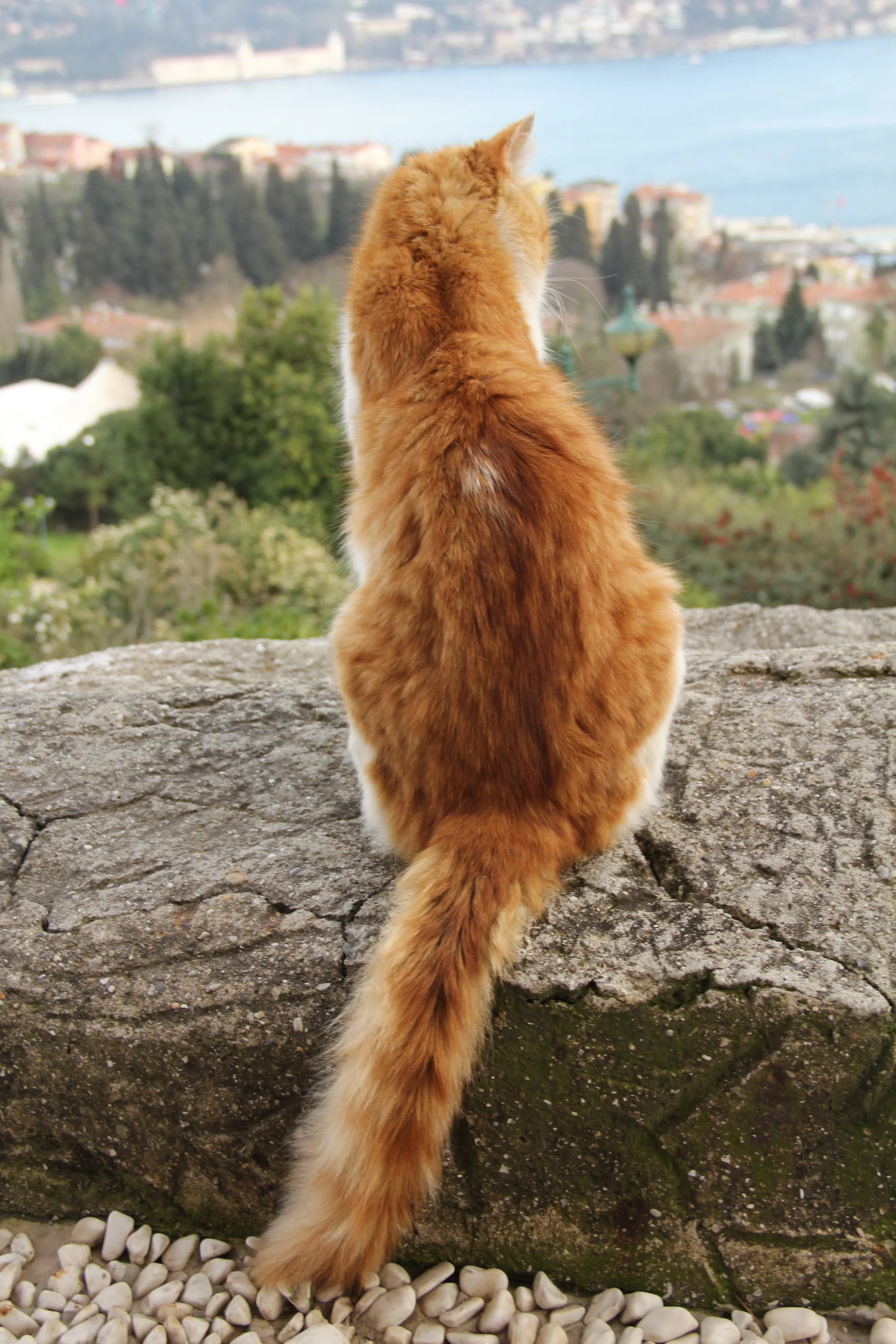 IMG_1910 3.56.25 PM 3.56.25 PM.JPG