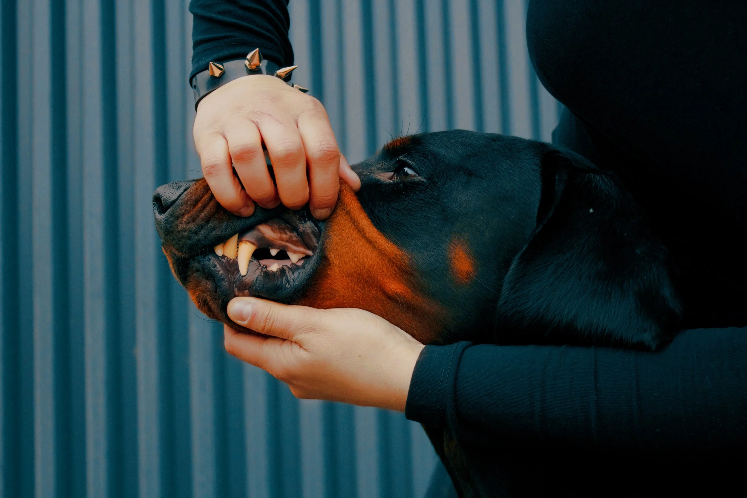 Person hält einen Rottweiler-Hund, der seine Zähne zeigt, auf den Kopf. Der Hintergrund besteht aus vertikalen Metallplatten.