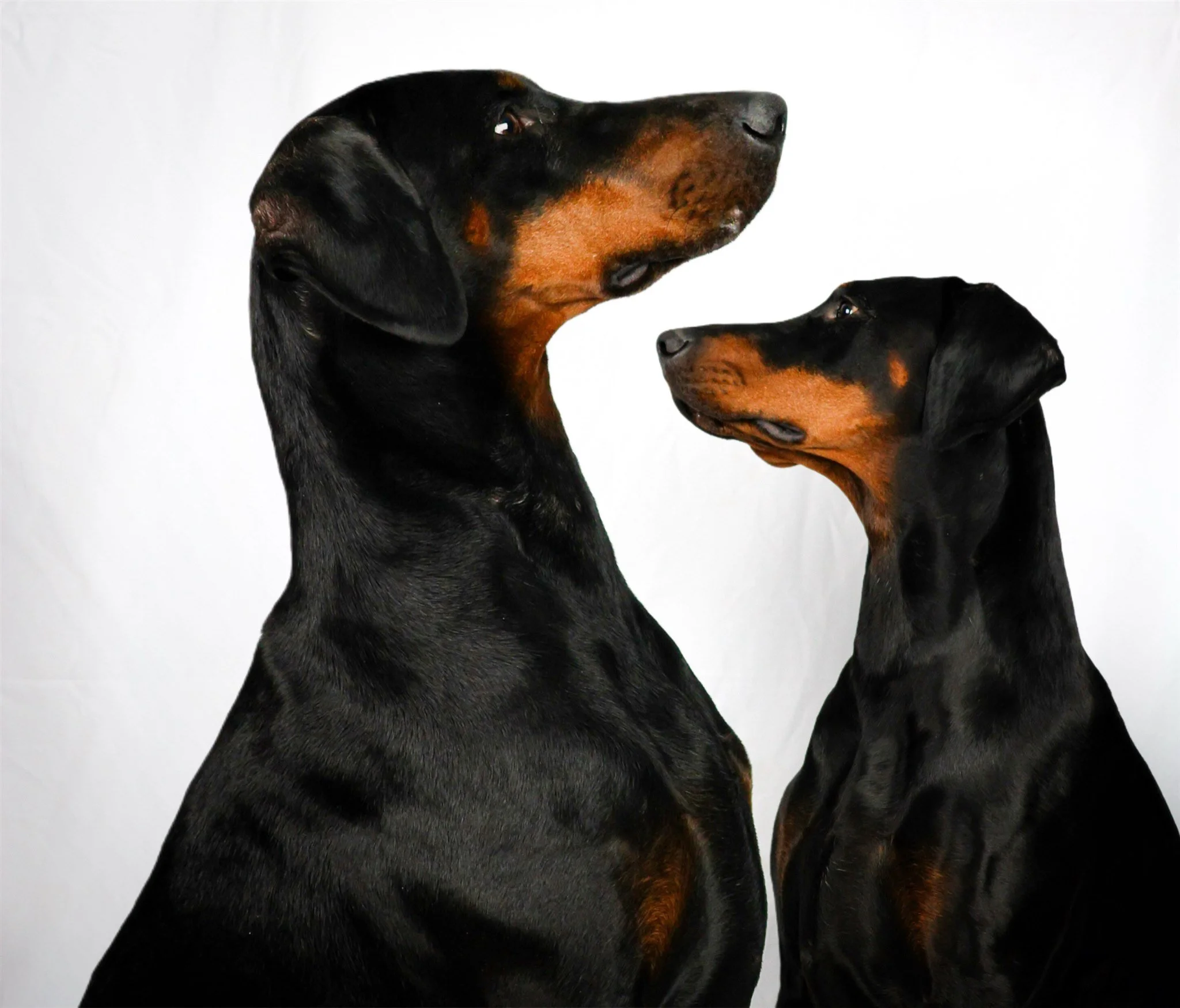 Two Doberman Pinscher dogs with black and tan coats looking at each other against a plain white background.