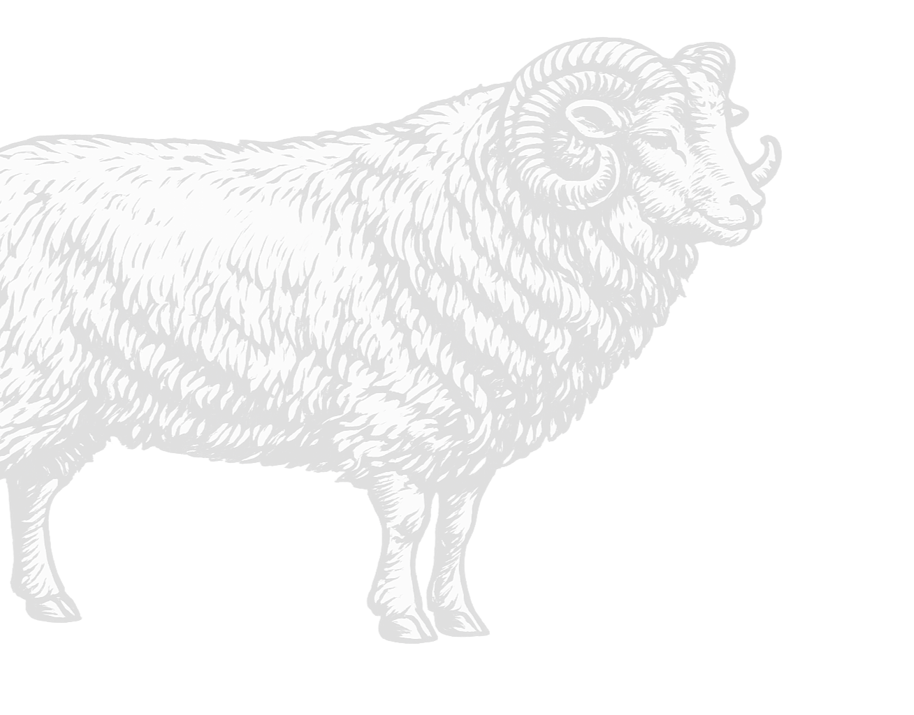 Crno-bijela ilustracija ovna, koja prikazuje njegovu glavu i dio tijela, detaljno sjenčana i teksturirana vuna.