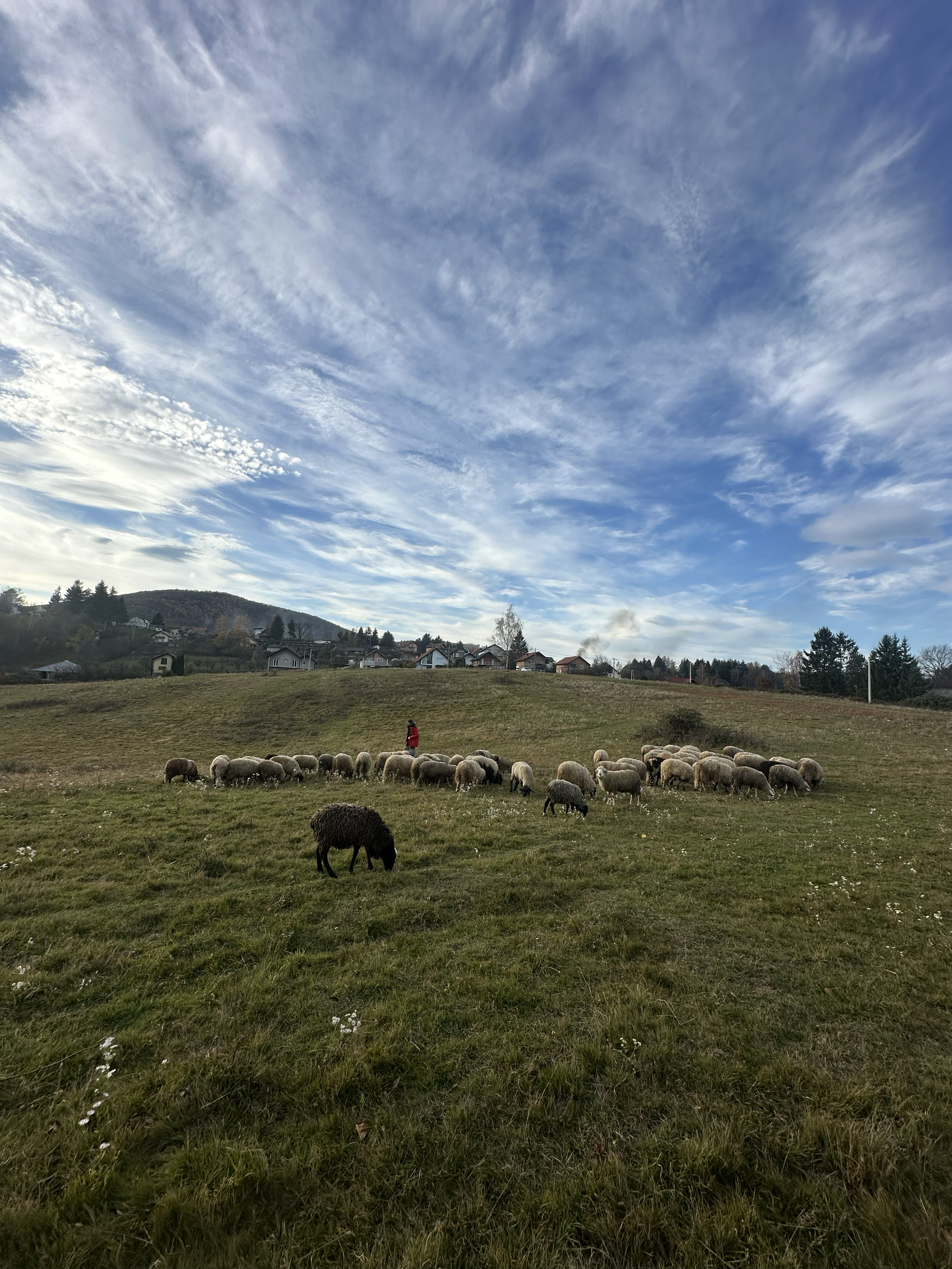 Pastoralna scena sa stadom ovaca koje pasu na travnatom brdu u Sarajevu, pod plavim nebom s raspršenim oblacima. U pozadini je pastir ili farmer u crvenoj jakni.
