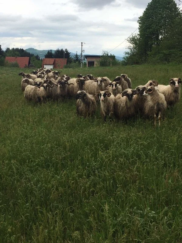 Stado ovaca stoji na travnatoj livadi s oblačnim nebom, drvećem, kućama i brdima u pozadini.