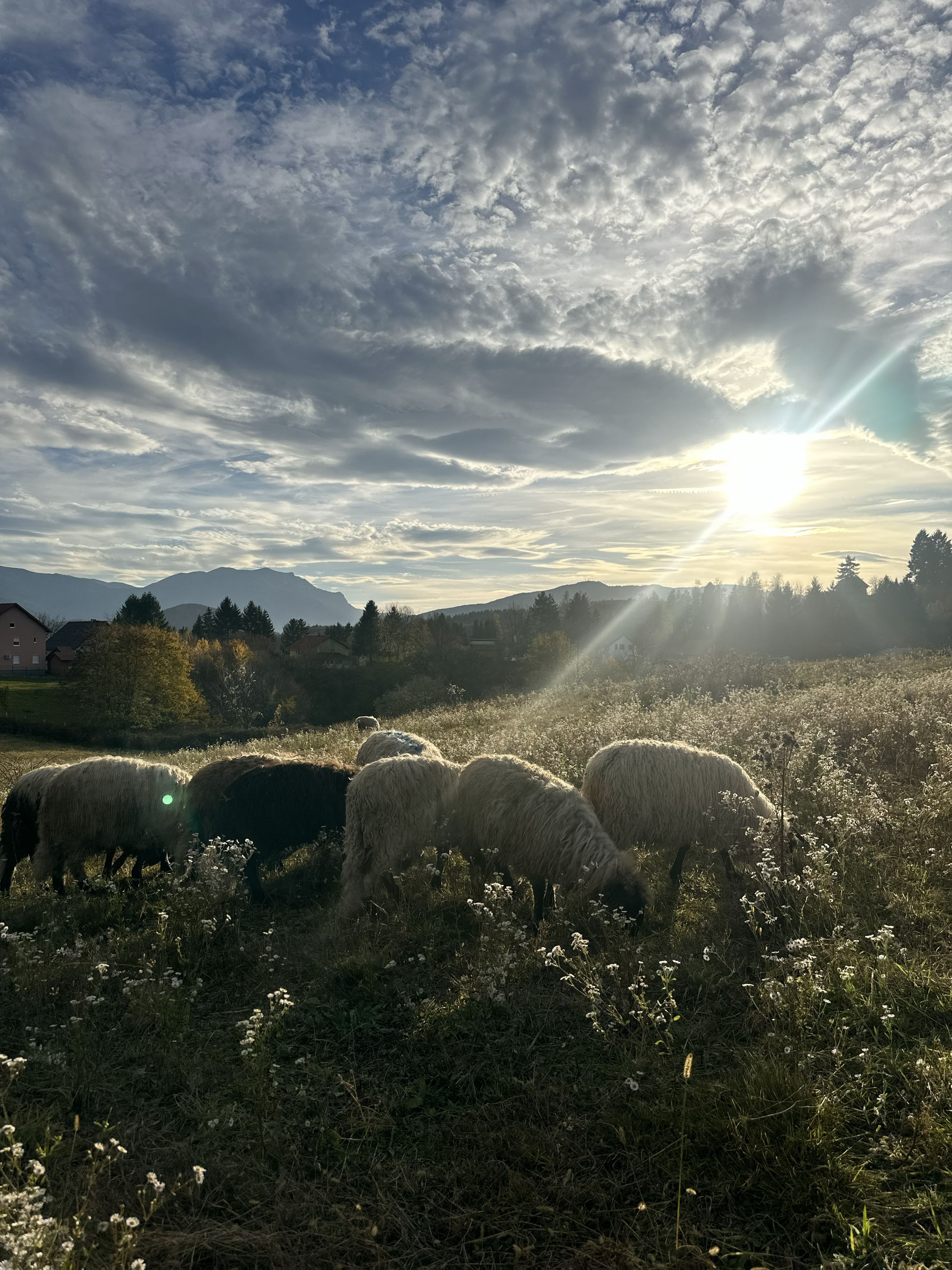Ovce na livadi, kurbani, farma, ispaša, priroda