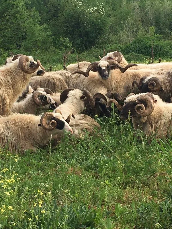 Krdo ovaca sa uvijenim rogovima pase zelenu travu u prirodnom okruženju sa drvećem u pozadini. Sarajevo Kurbani