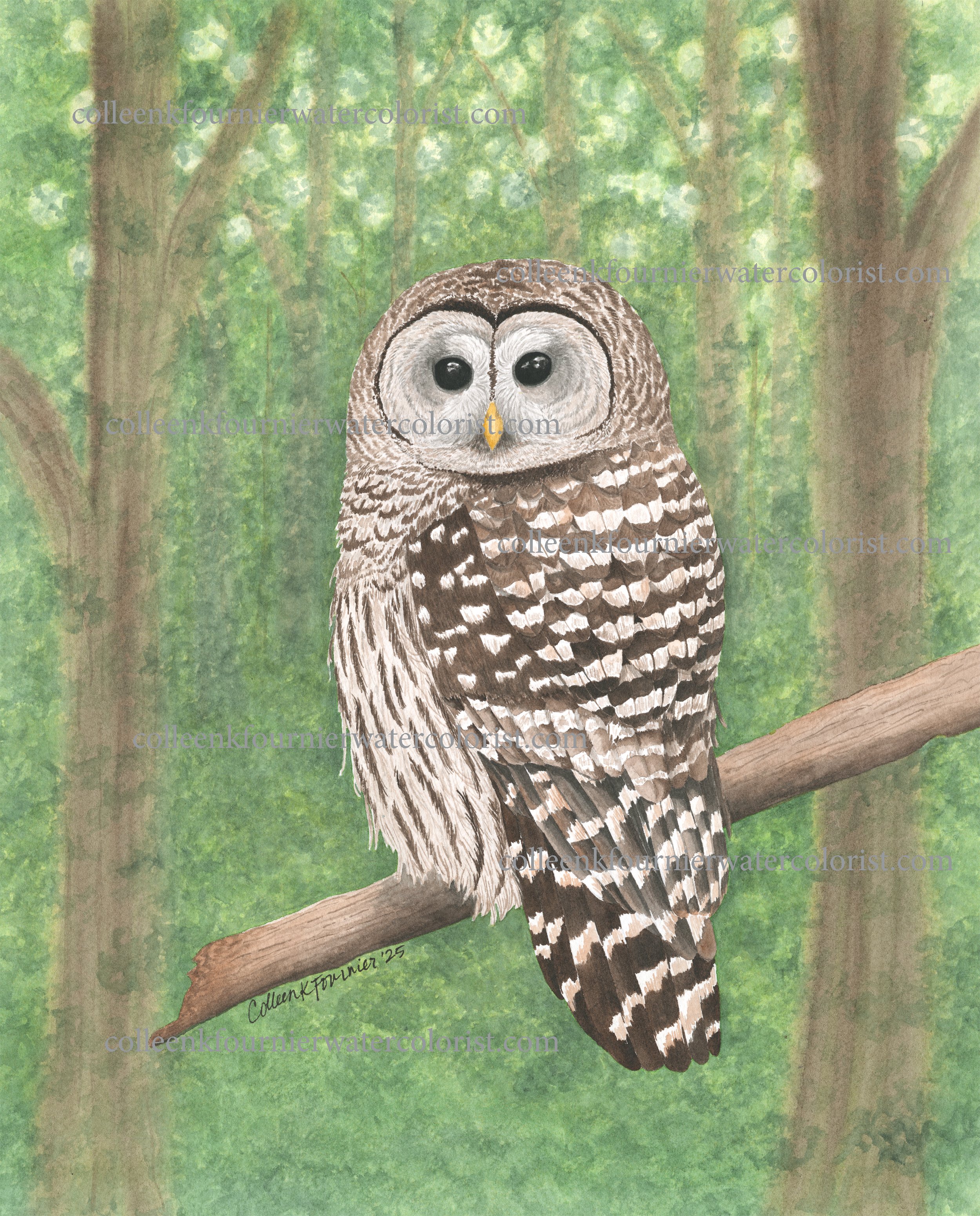 Barred Owl