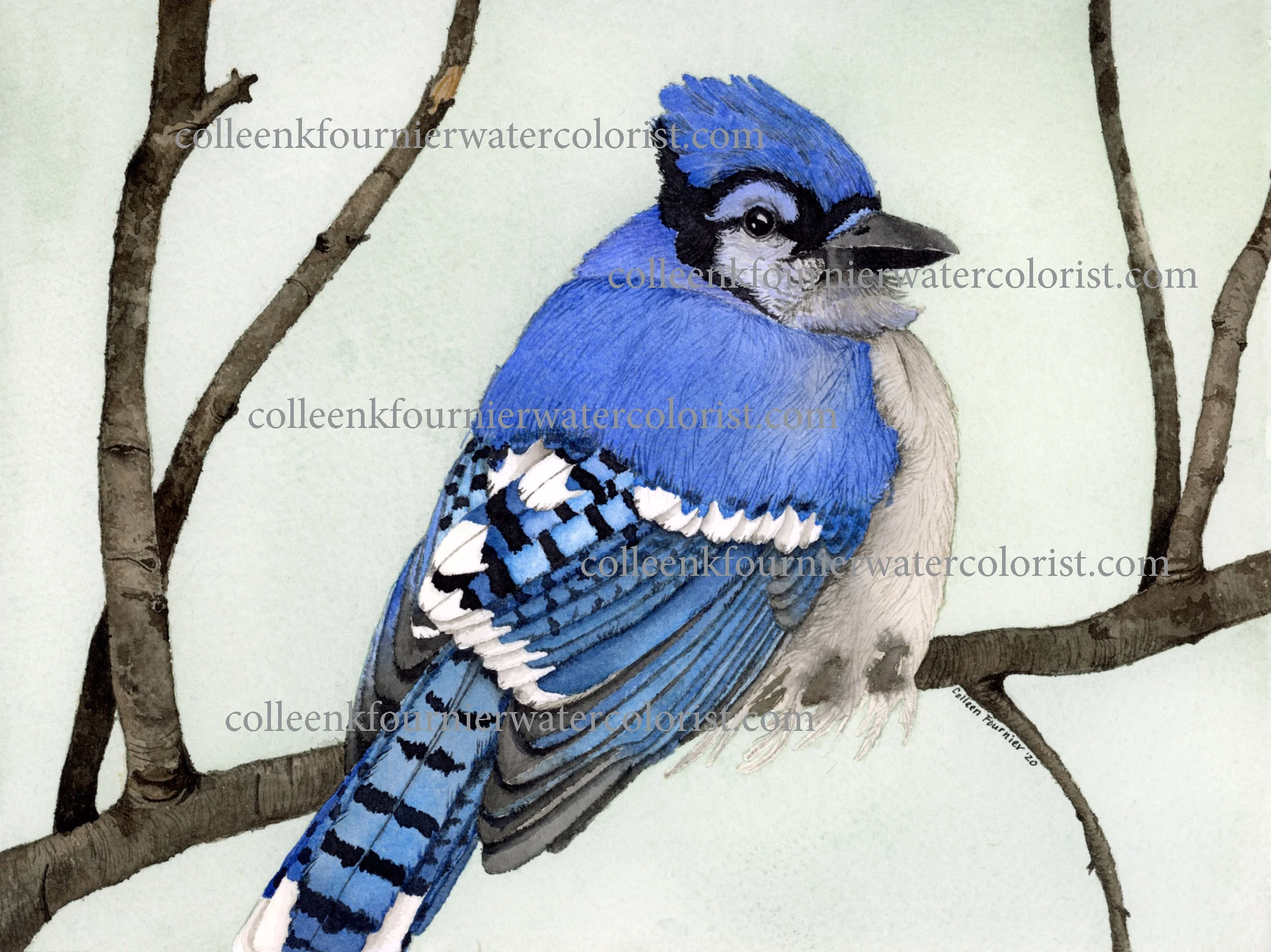 Blue Jay WEB 2500.jpeg