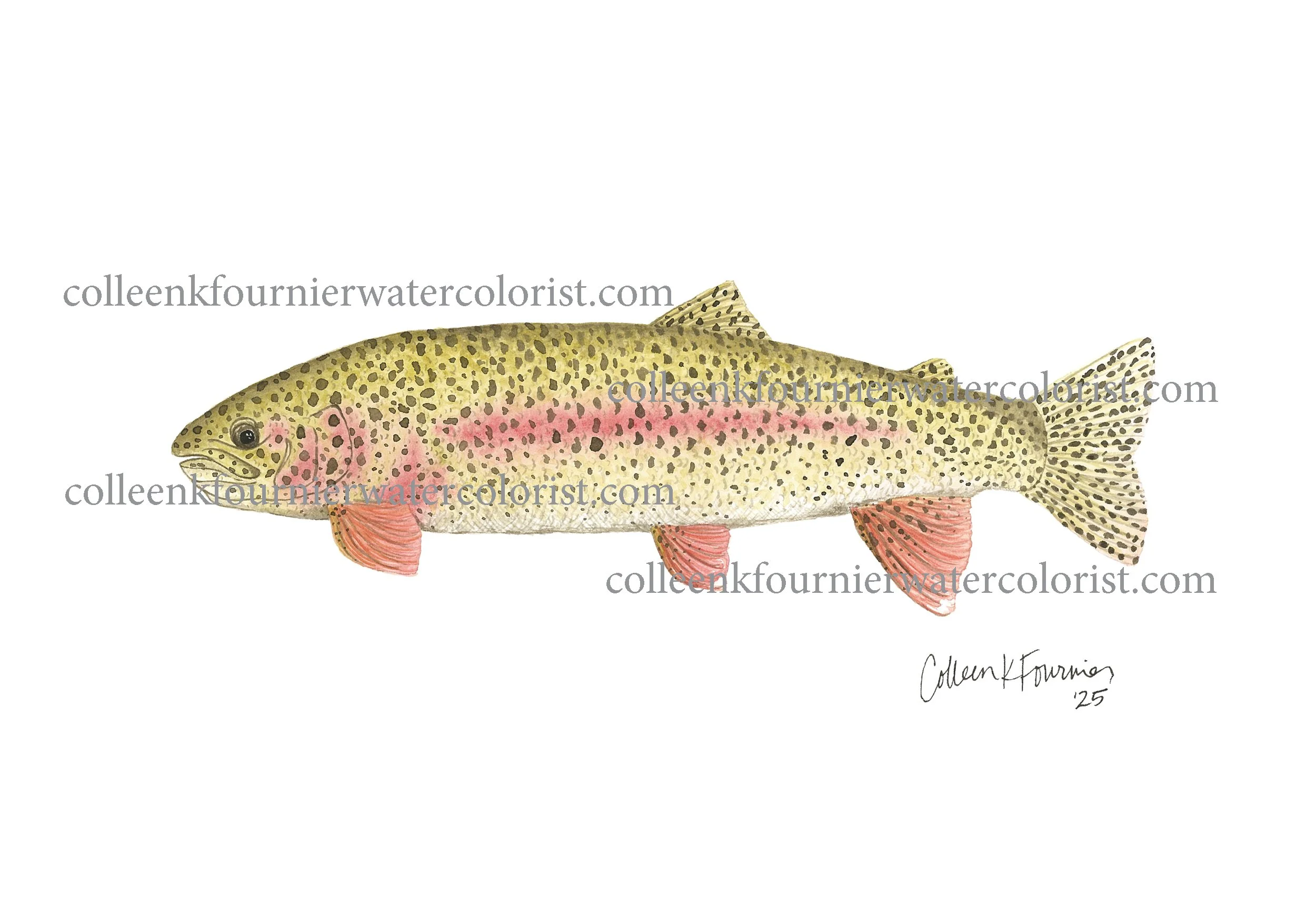 Brook Trout WEB 2500.jpeg