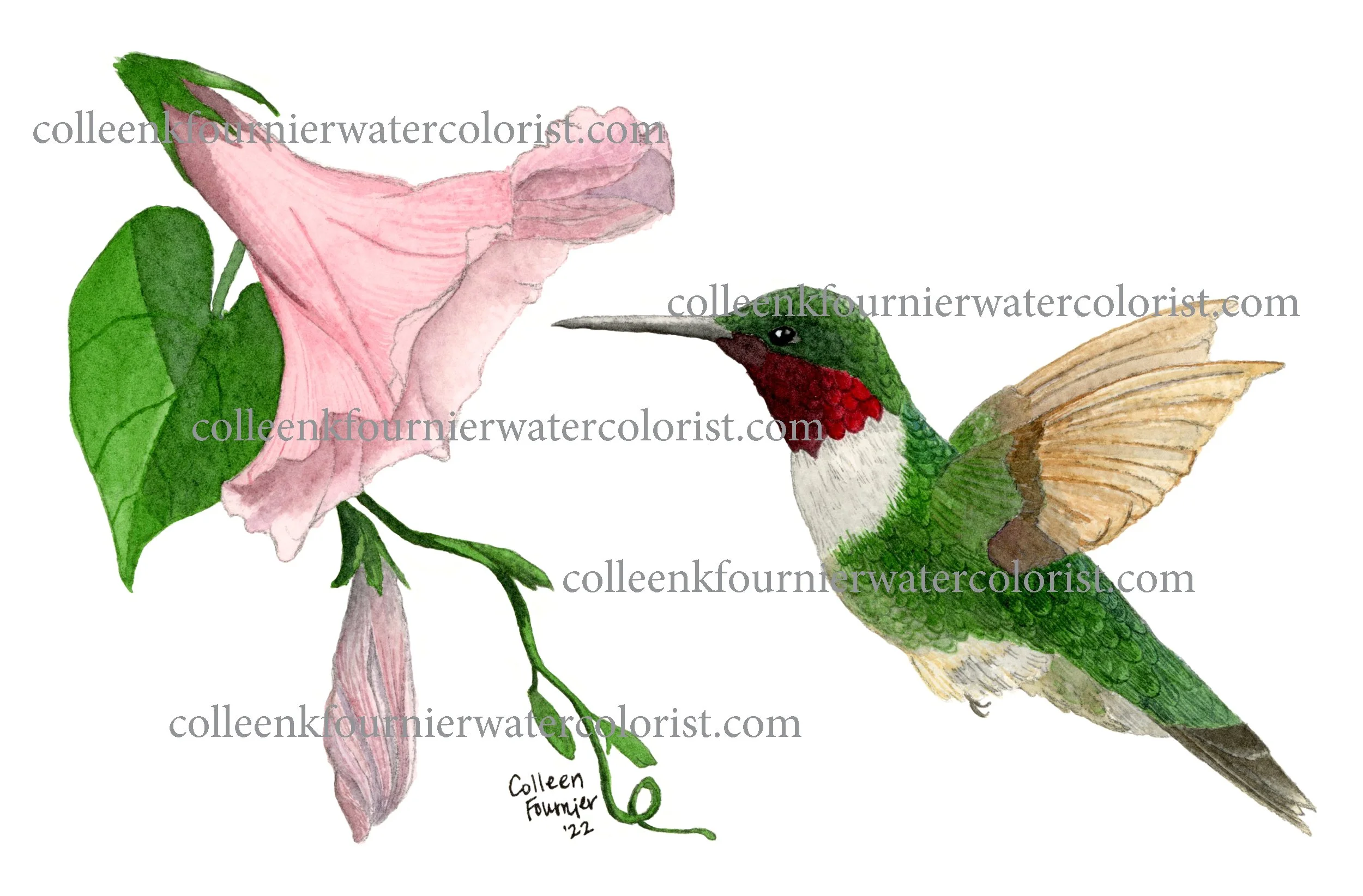 hummingbird WEB 2500.jpeg