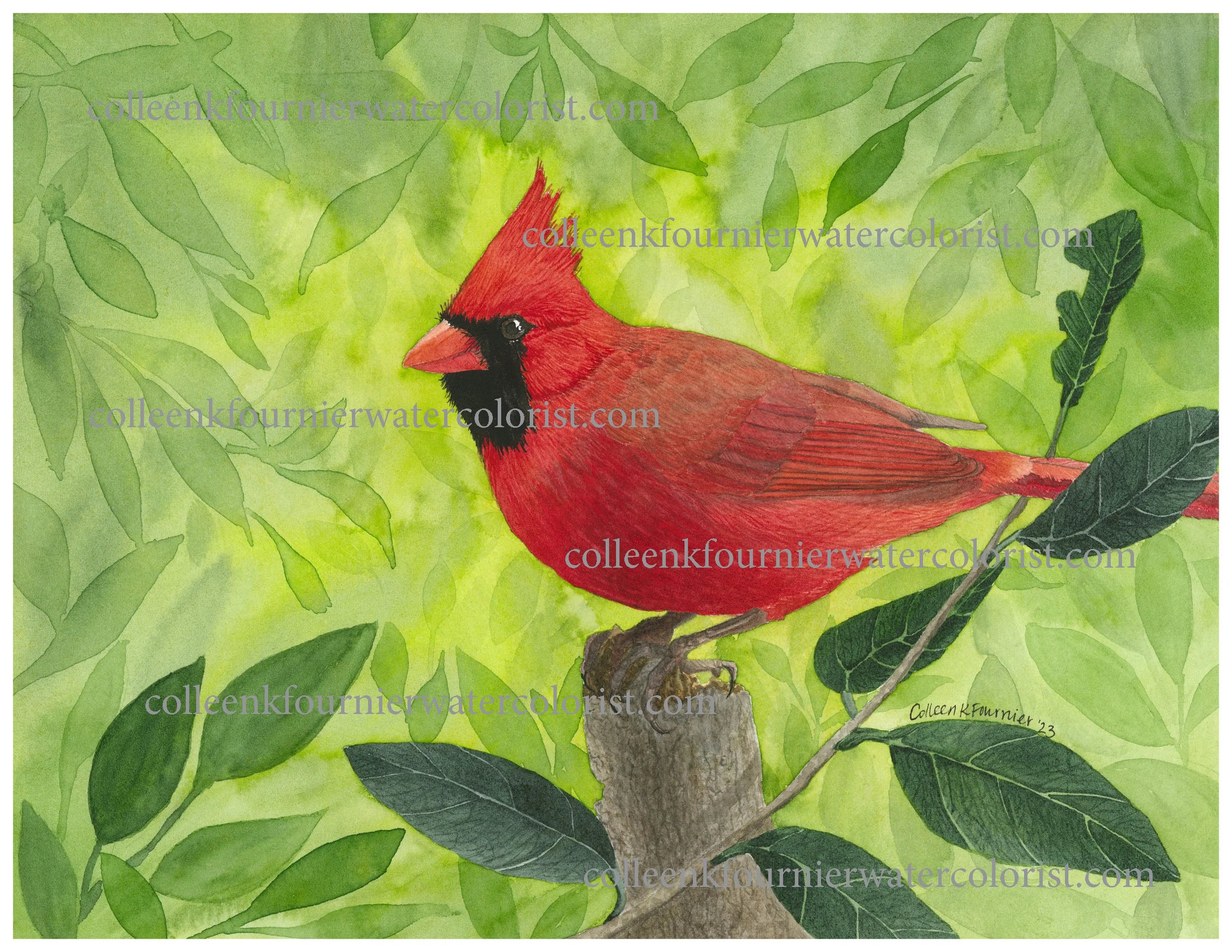 Cardinal Fine Art Print