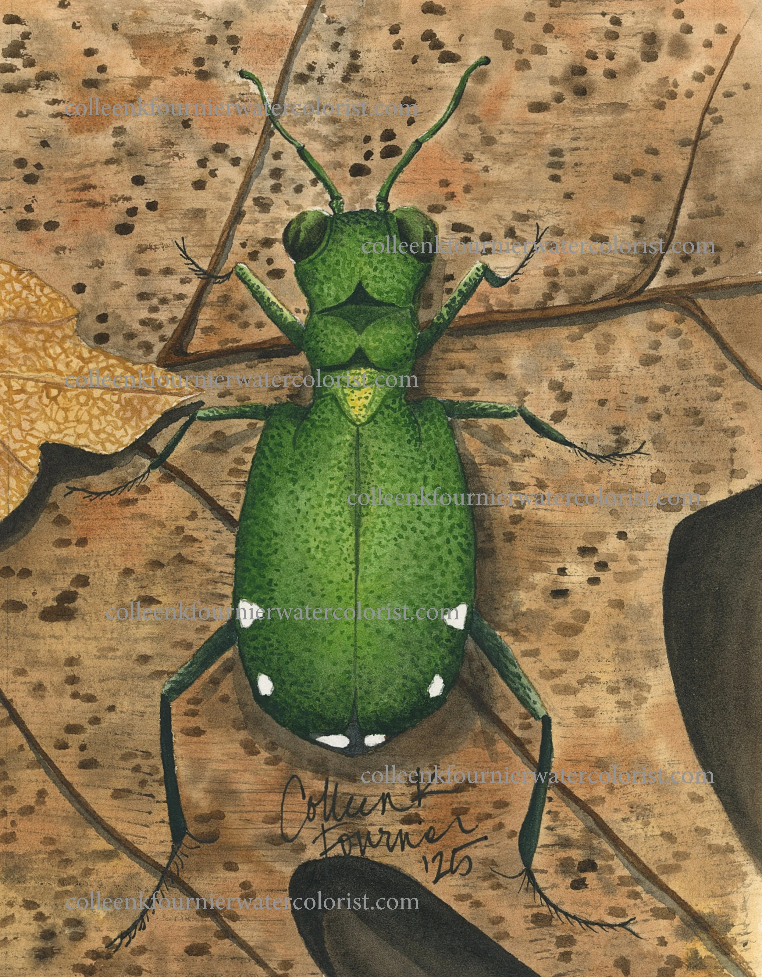 Six-spotted Tiger Beetle Fine Art Print