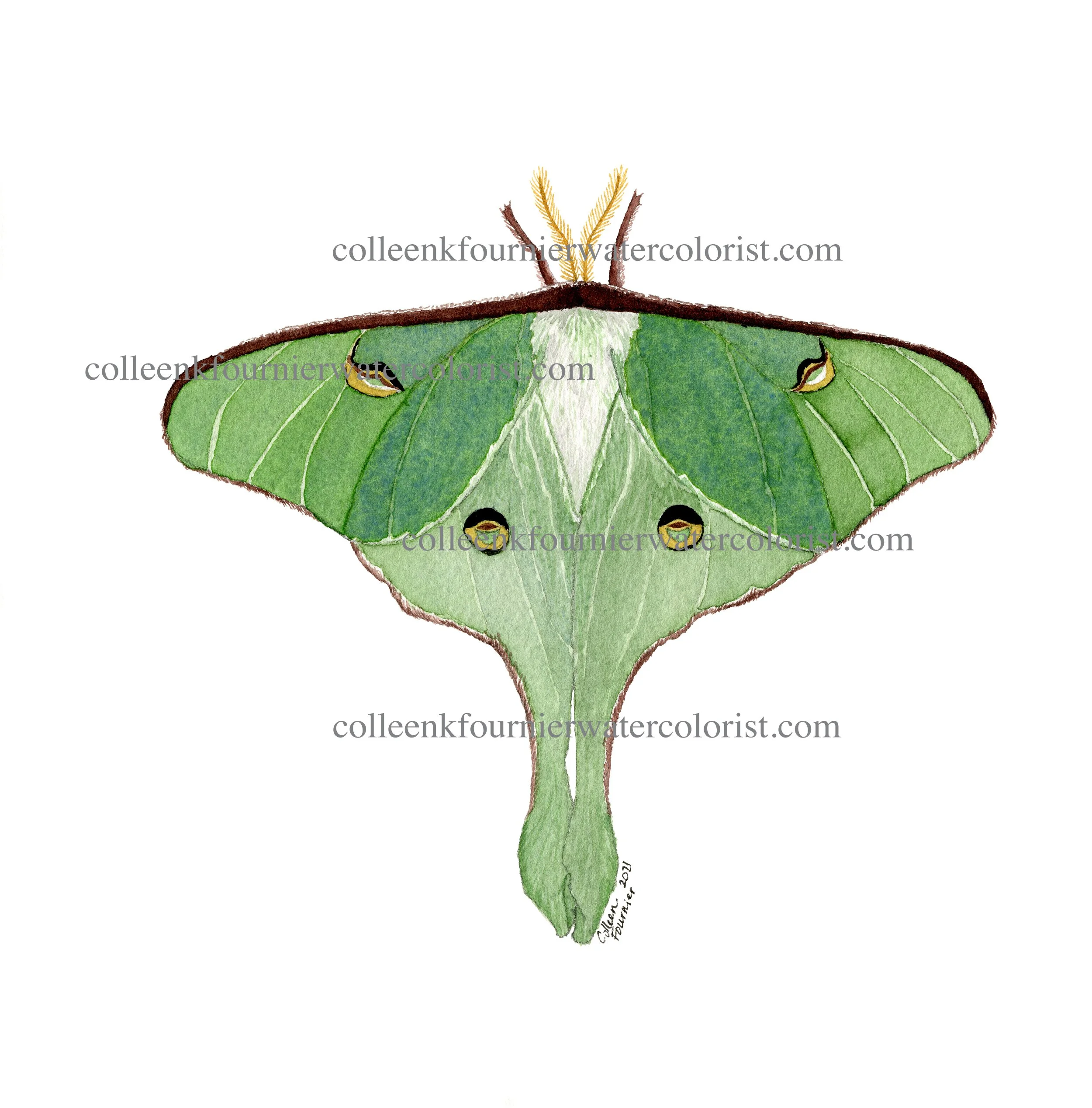 ck moth WEB 2500.jpeg