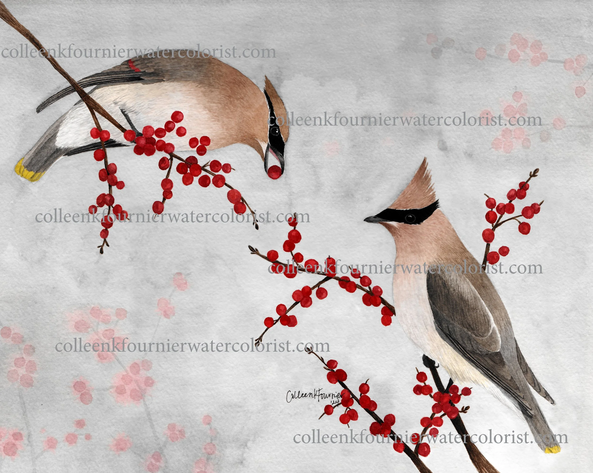 Cedar Wax Wings WEB 2500.jpeg