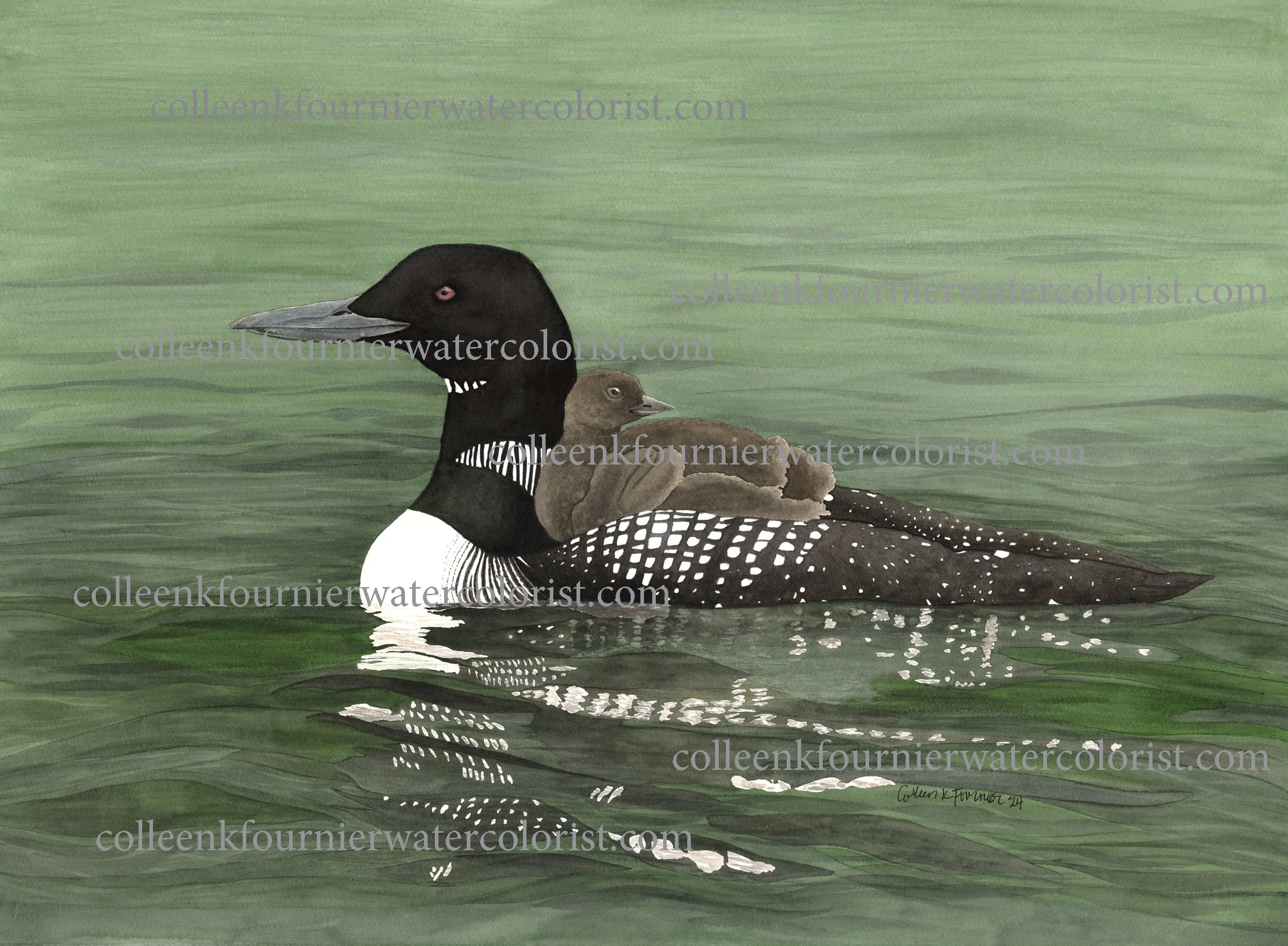 Loon and Chick Fine Art Print