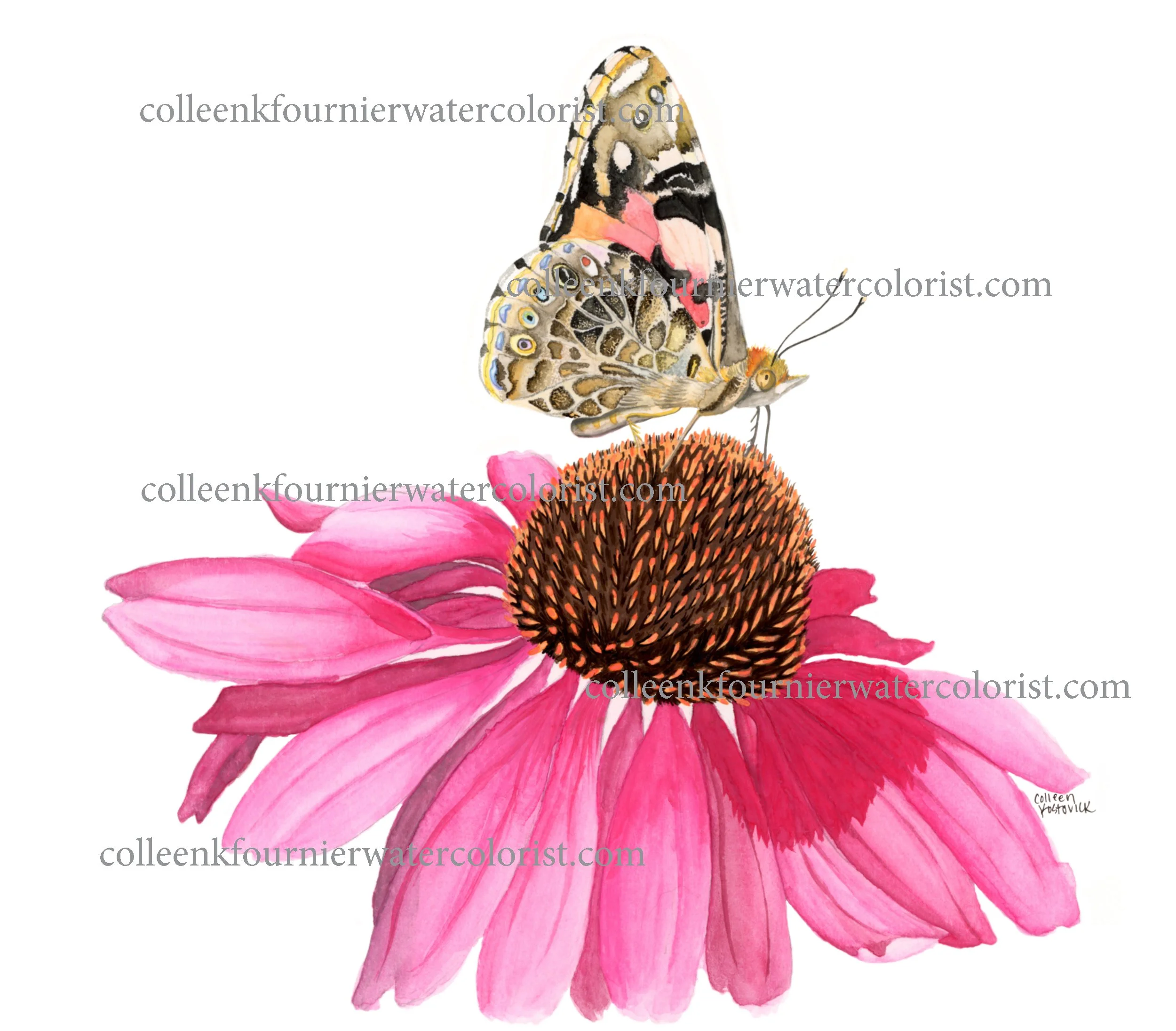 Cone flower butterfly WEB 2500.jpeg