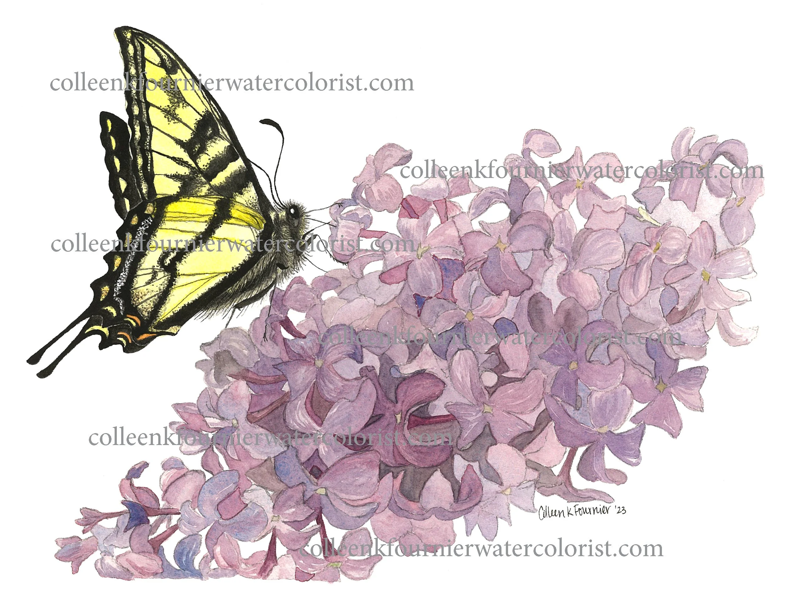 Butterfly Lilac WEB 2500.jpeg
