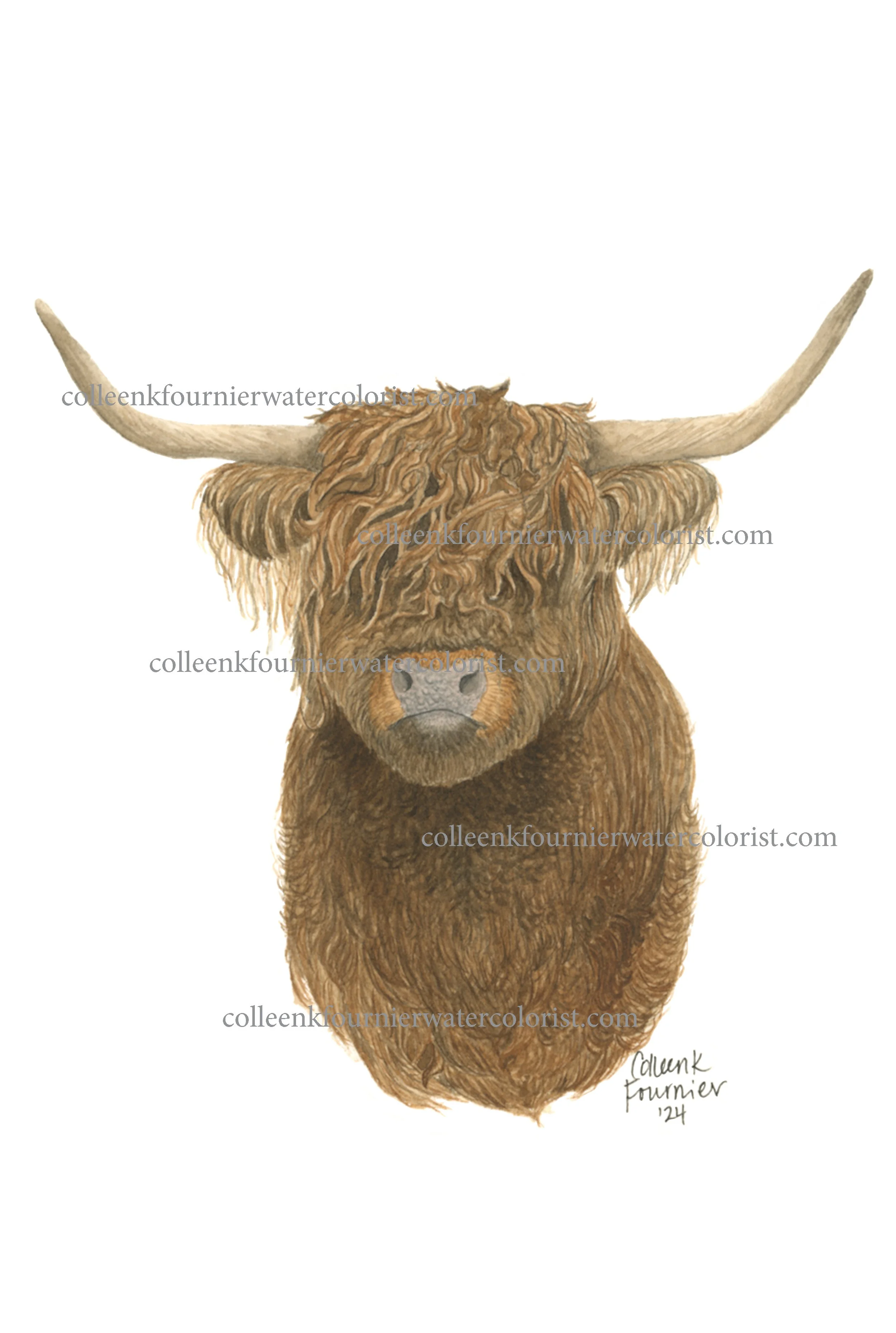 Highland cow WEB 2500.jpeg