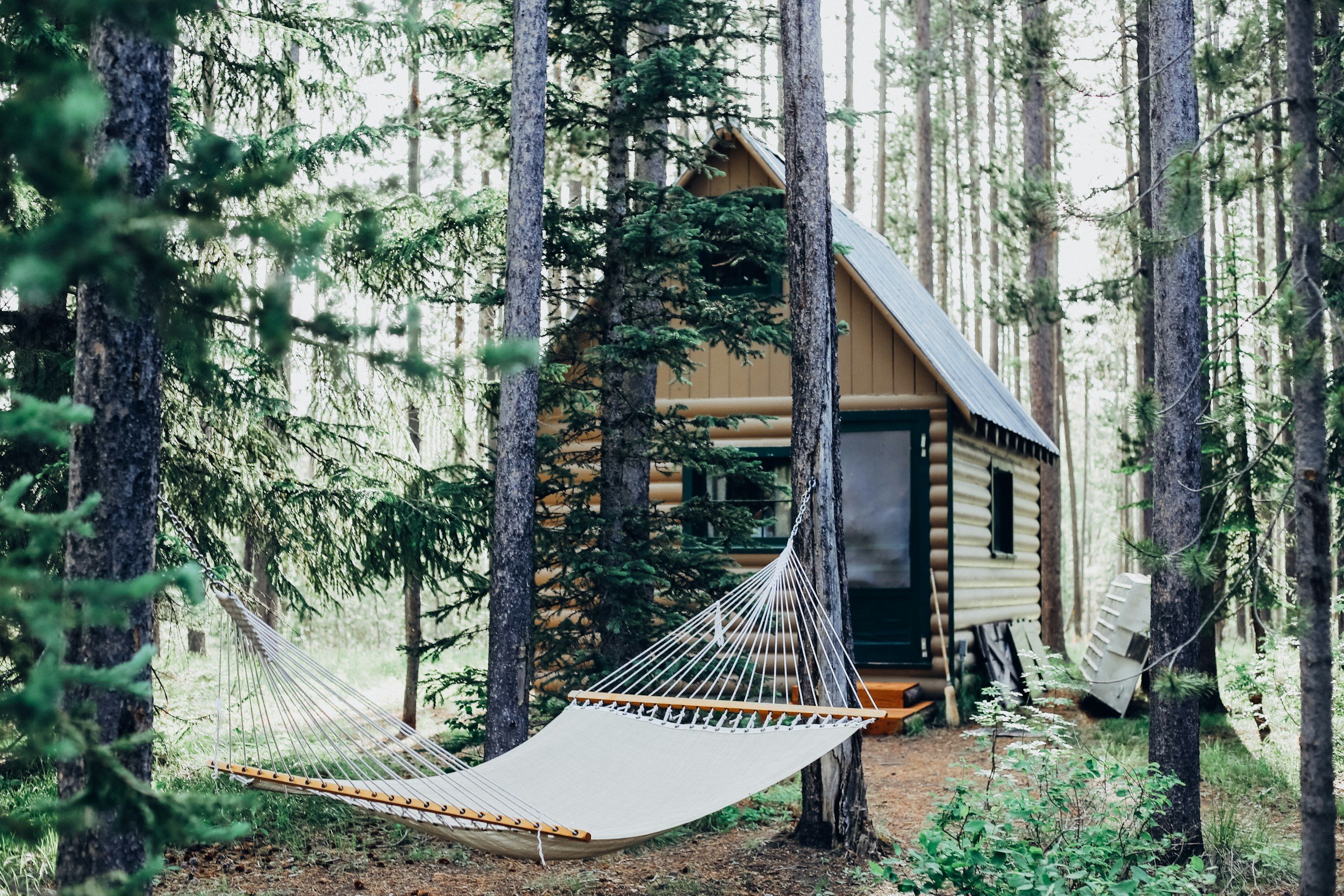A small wooden cabin in a forest with tall trees and a hammock hanging between two trees in the foreground.