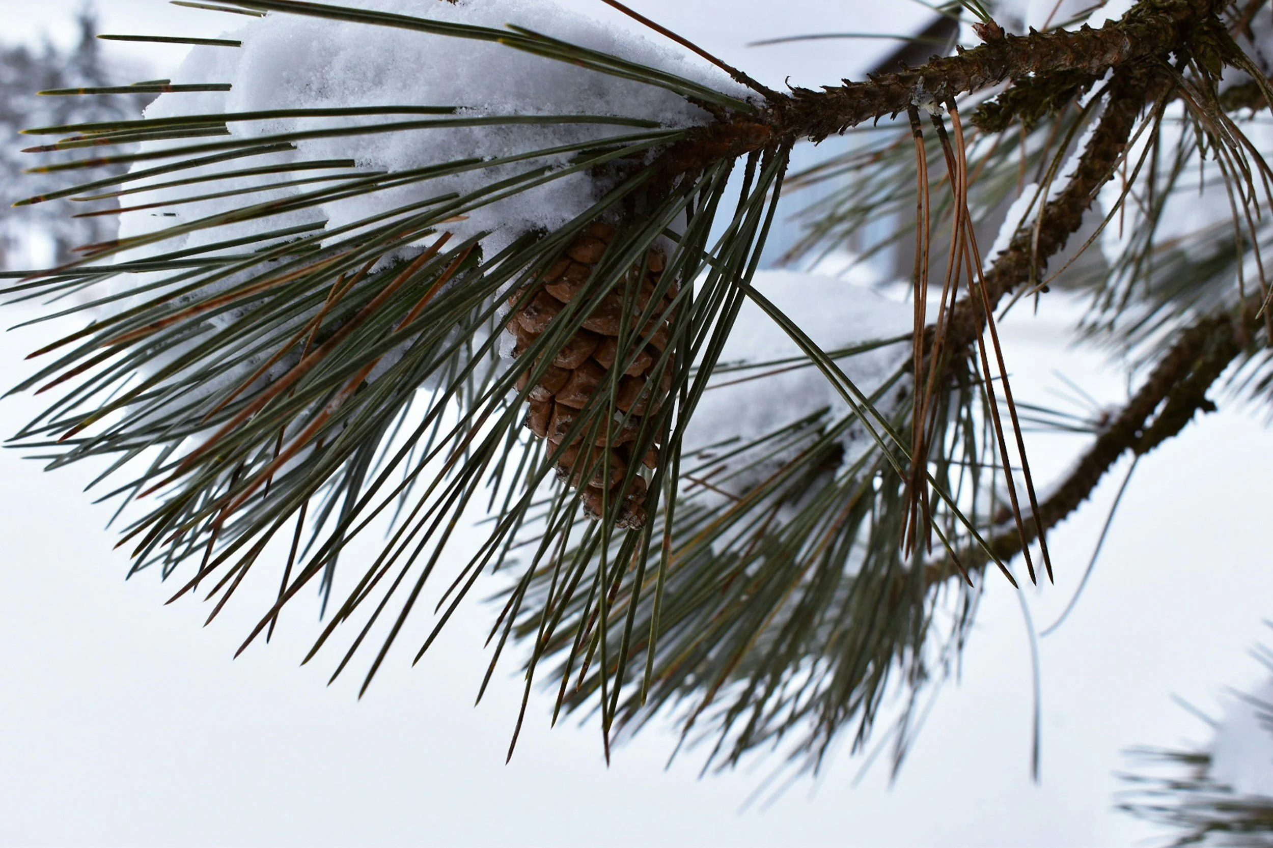 Winter Herbal Support