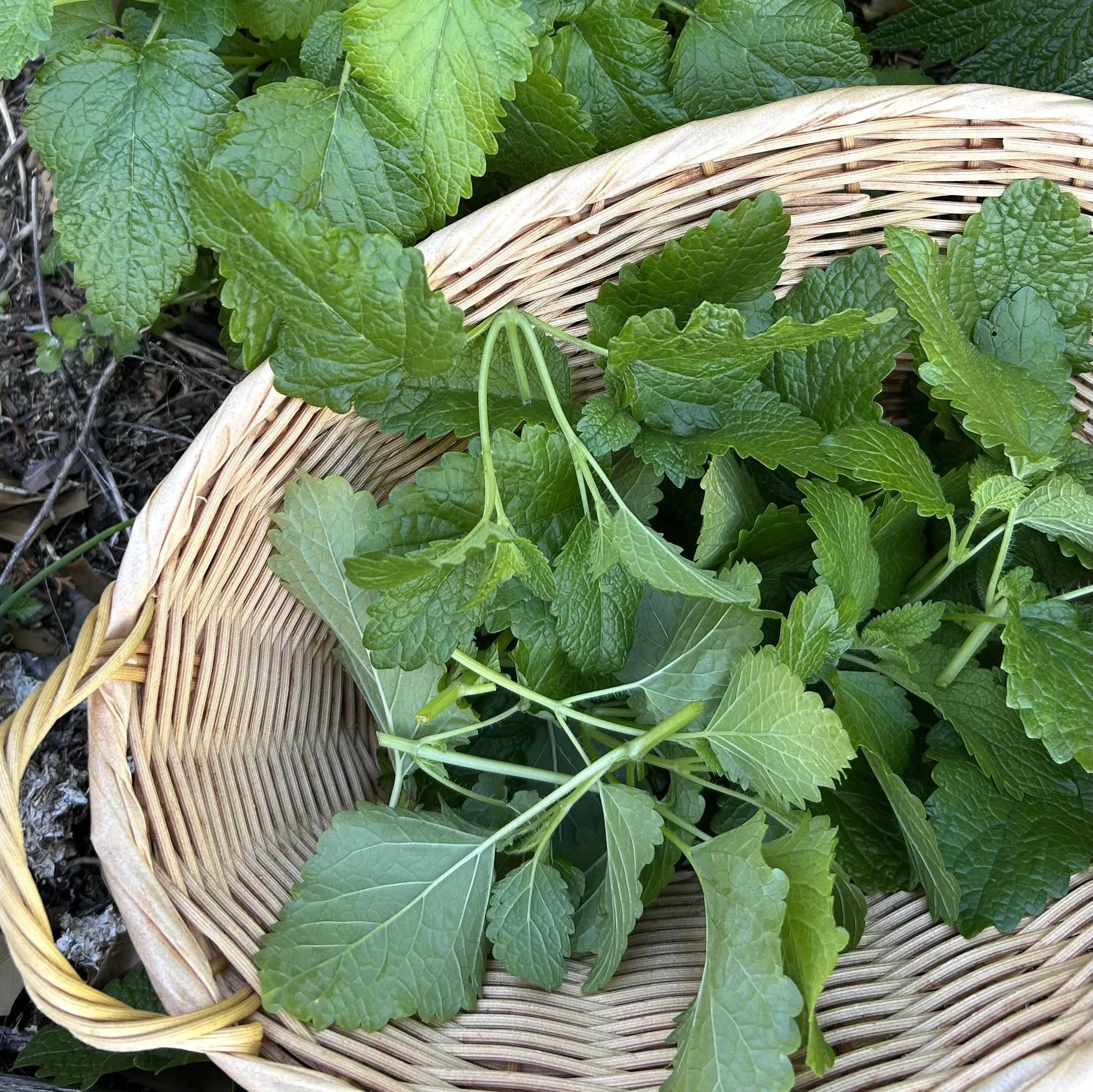 Herbal Energetics