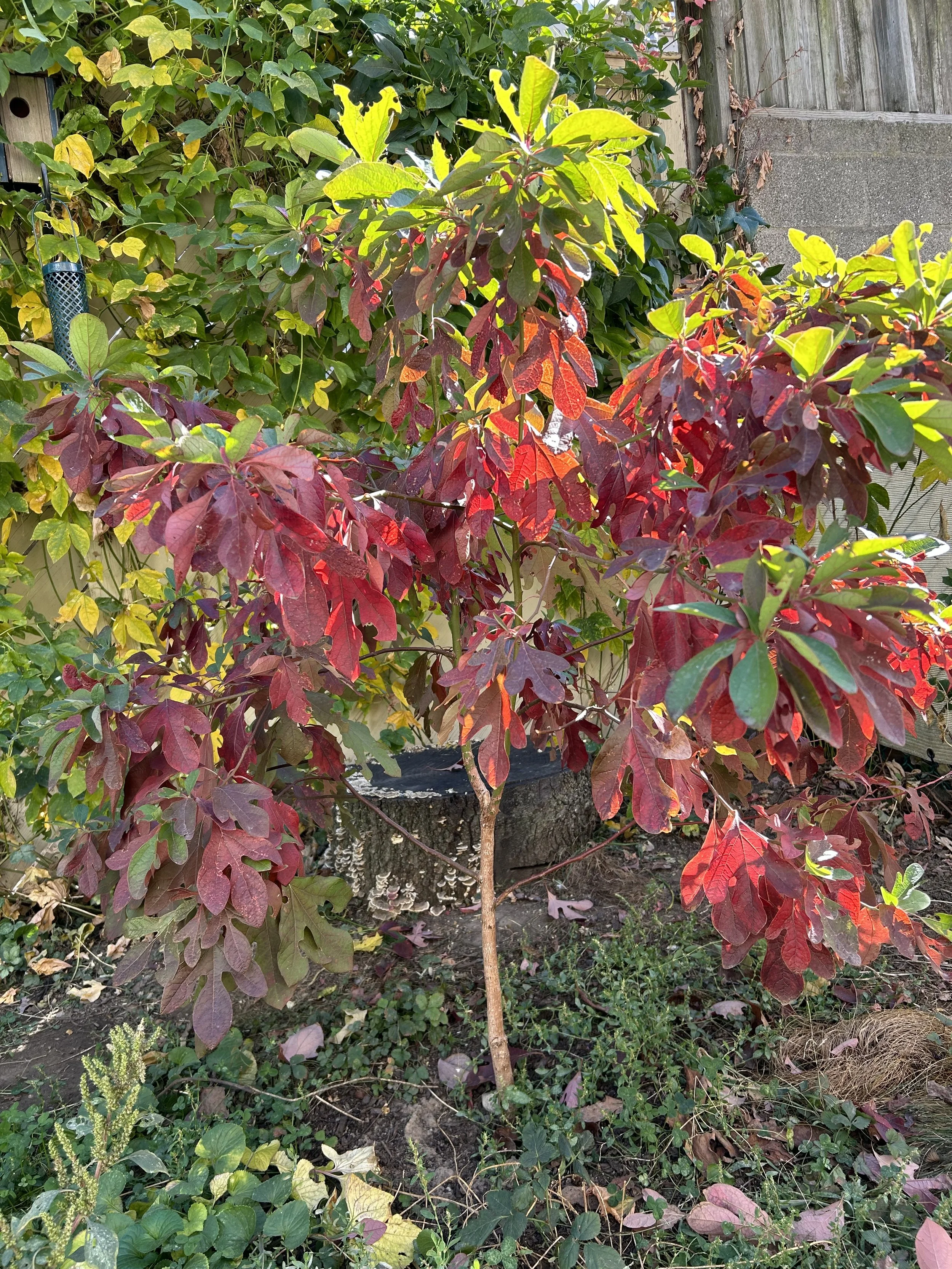 Herbal Support for the Fall Season