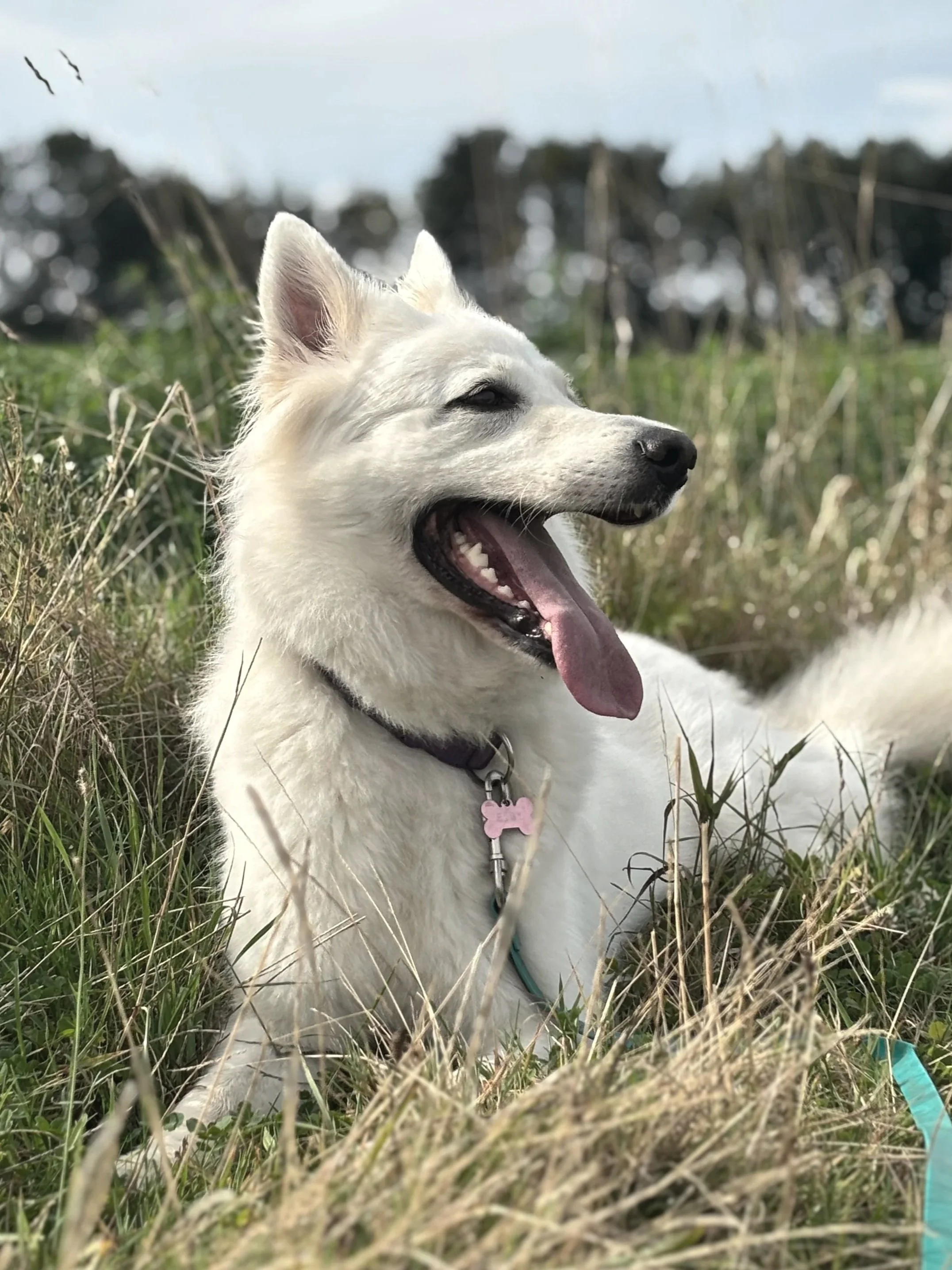 Les signaux de stress chez le chien : savoir les reconnaître pour mieux le comprendre