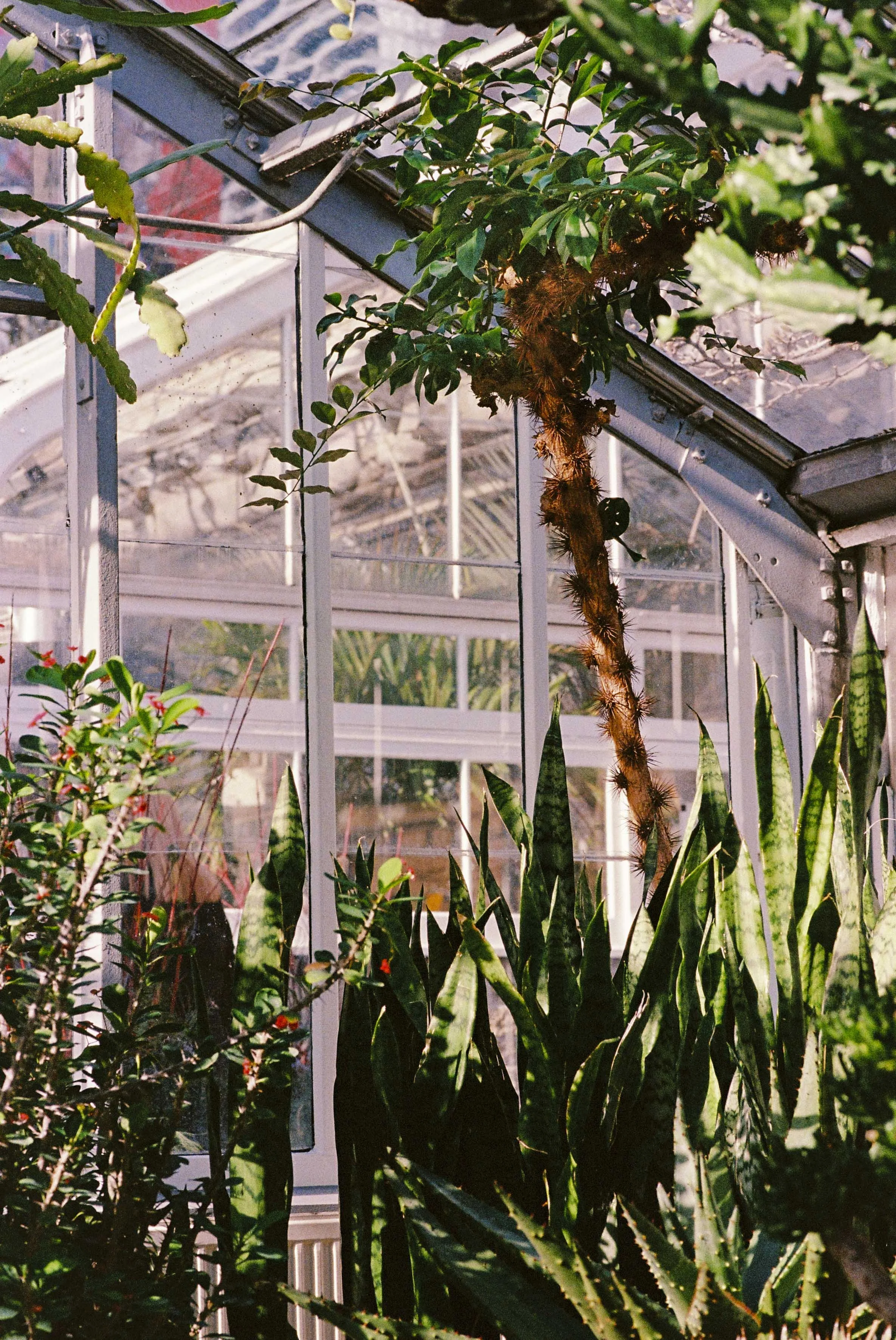 Photography at Allan Gardens Conservatory in winter and what I learned about hope. 