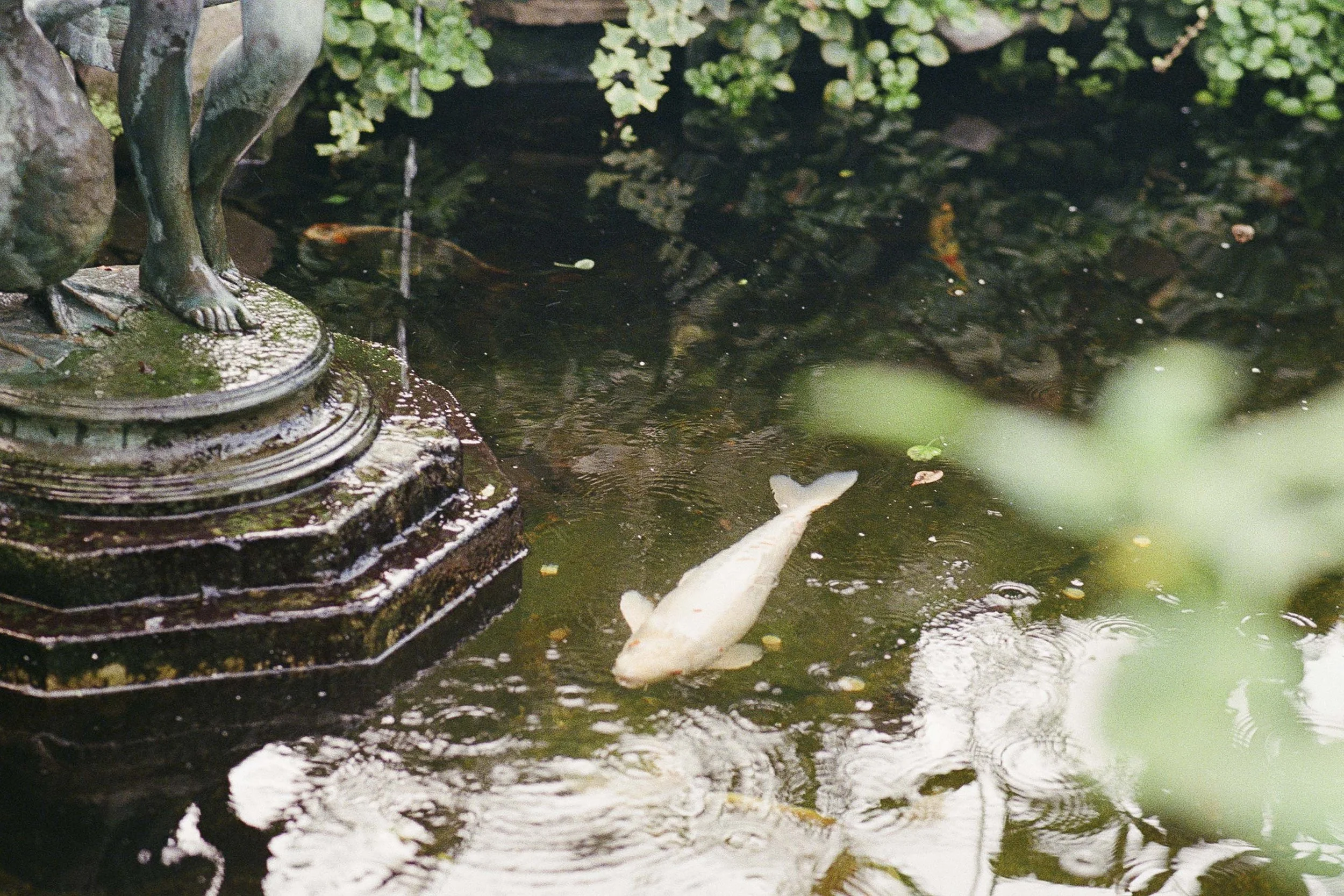 ConservatoryProject_207_0139_Film2024_DianaRenelli_Toronto_Photographer_-13.jpg
