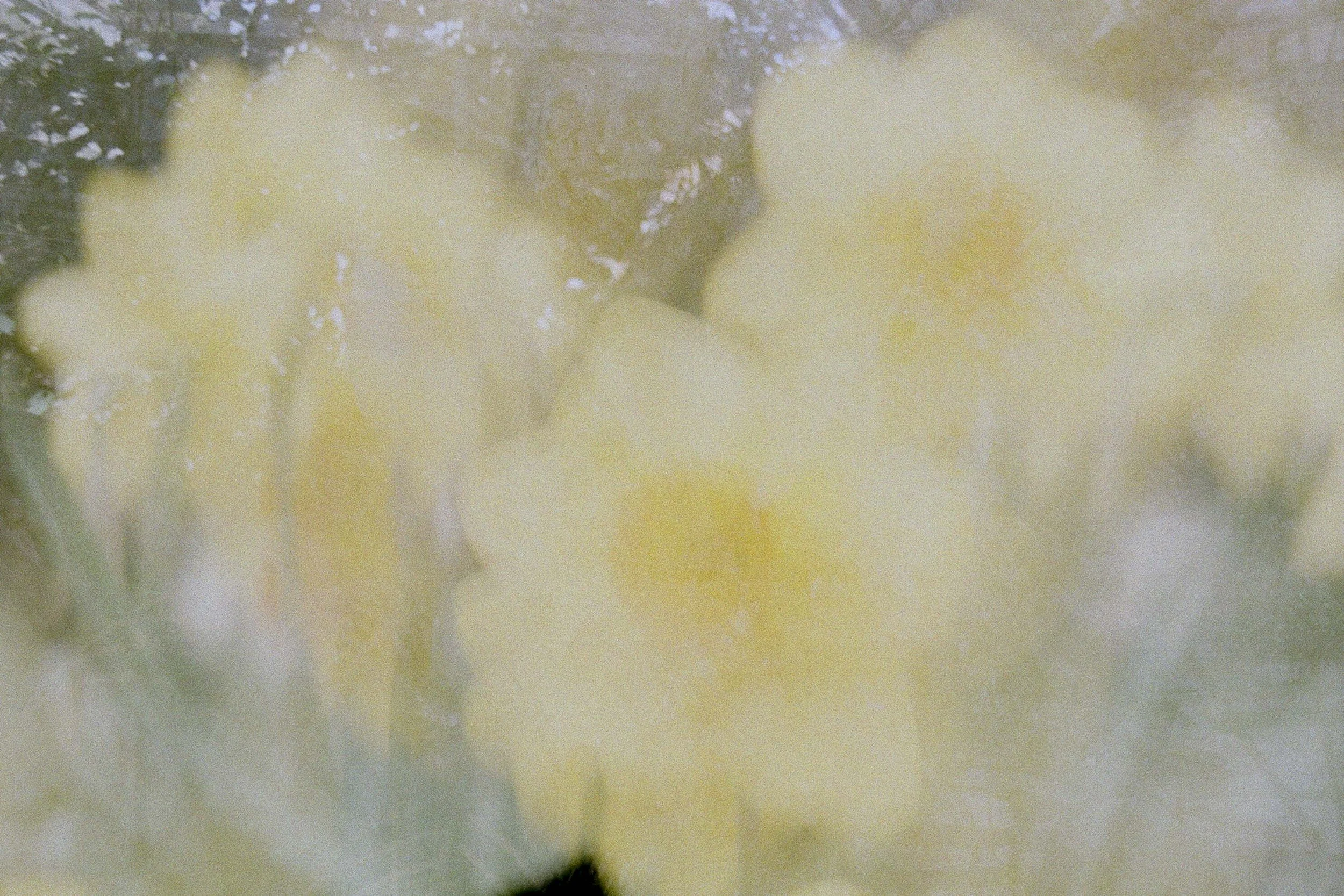 Dissolve_ConservatoryProject5256_Film_DianaRenelli_Toronto_Photographer_52560001.jpg