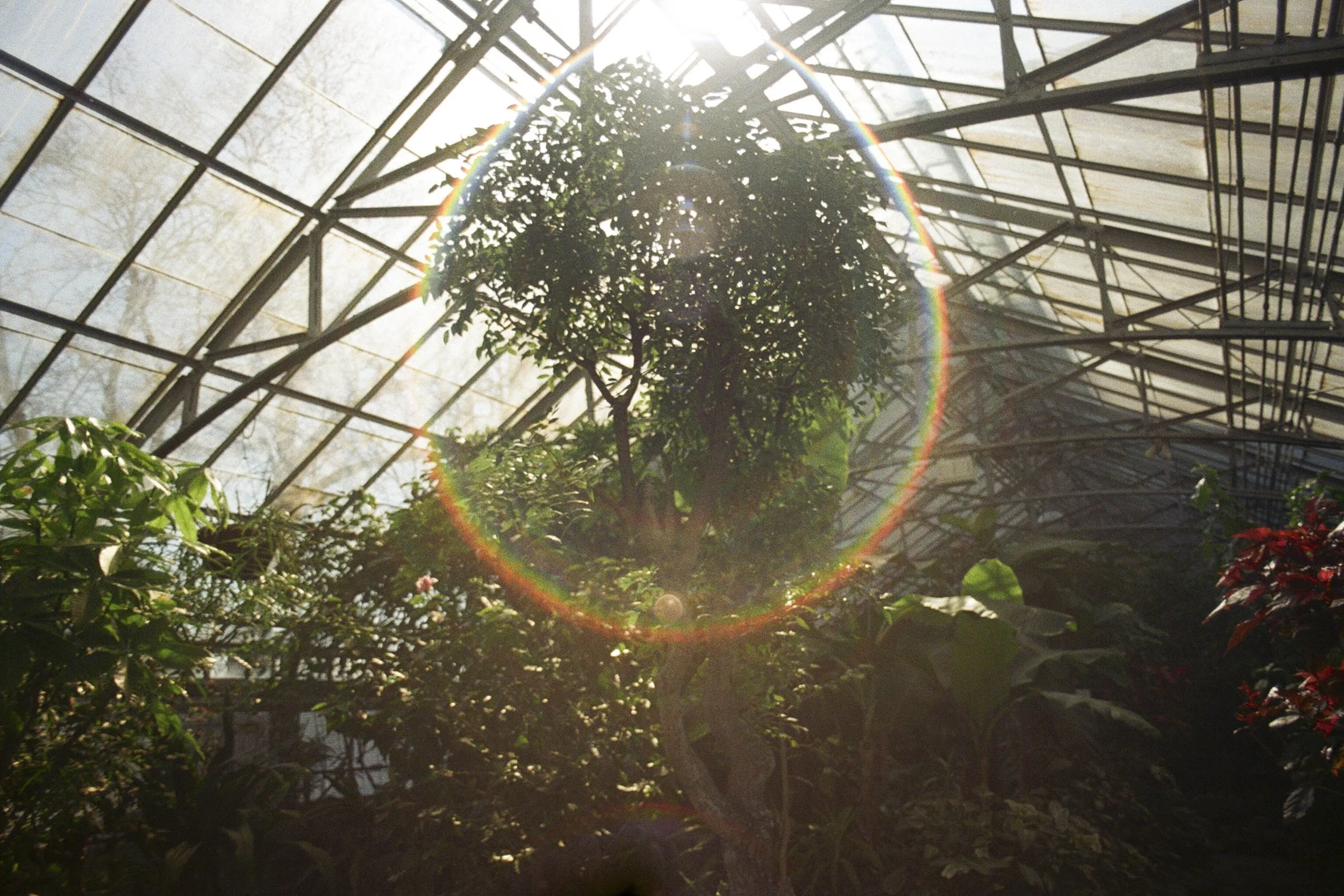 Halo_ConservatoryProject5252_Film_DianaRenelli_Toronto_Photographer_52520012.jpg